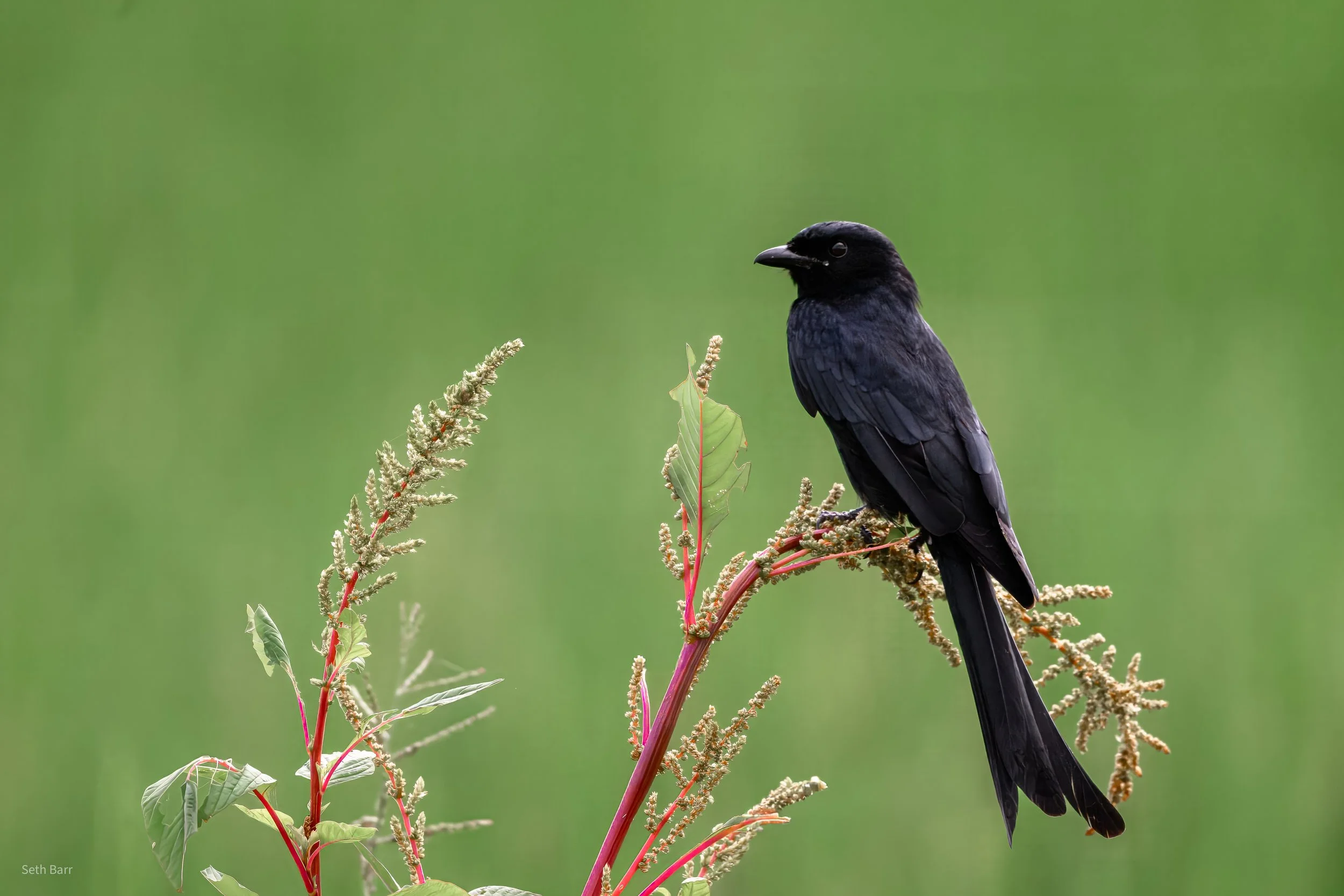 Black Drongo