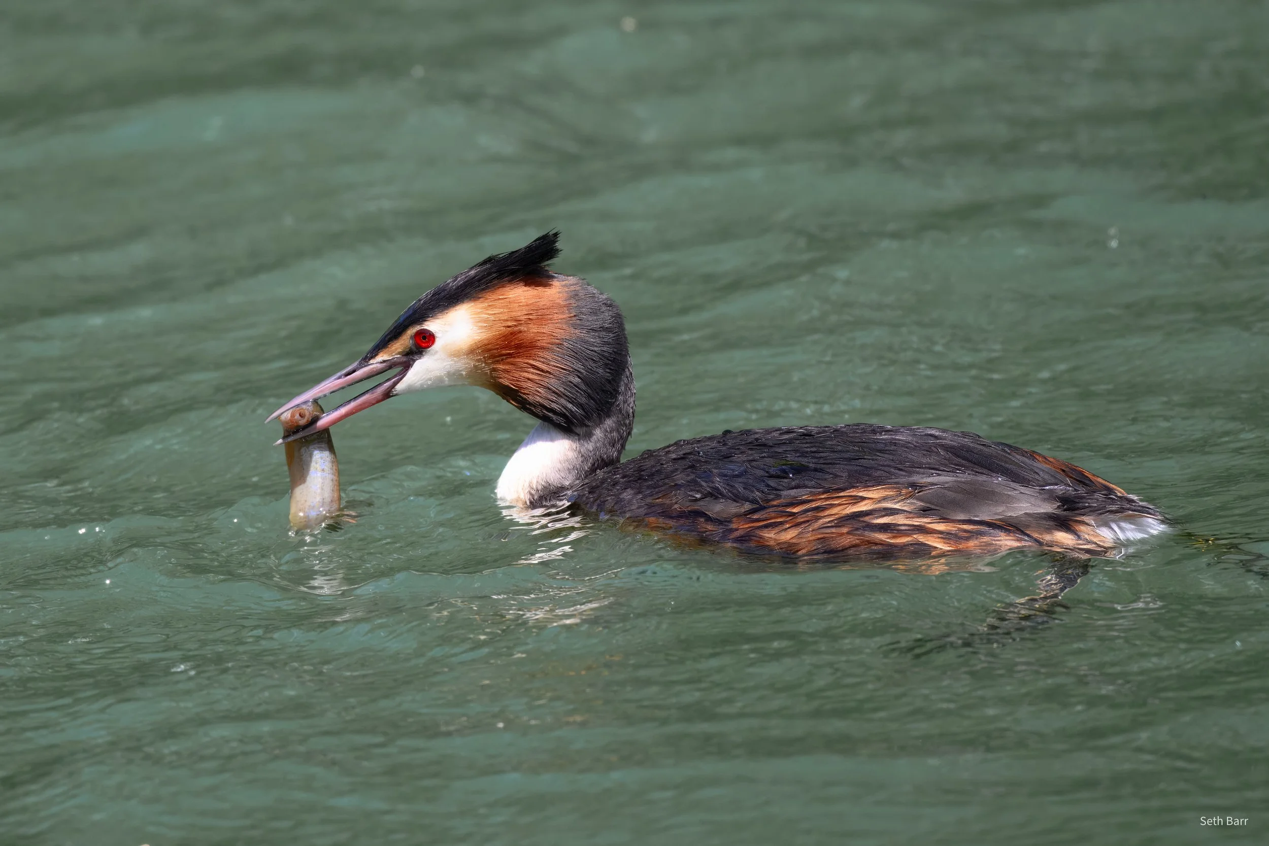Great-crested Grebe - Beijing