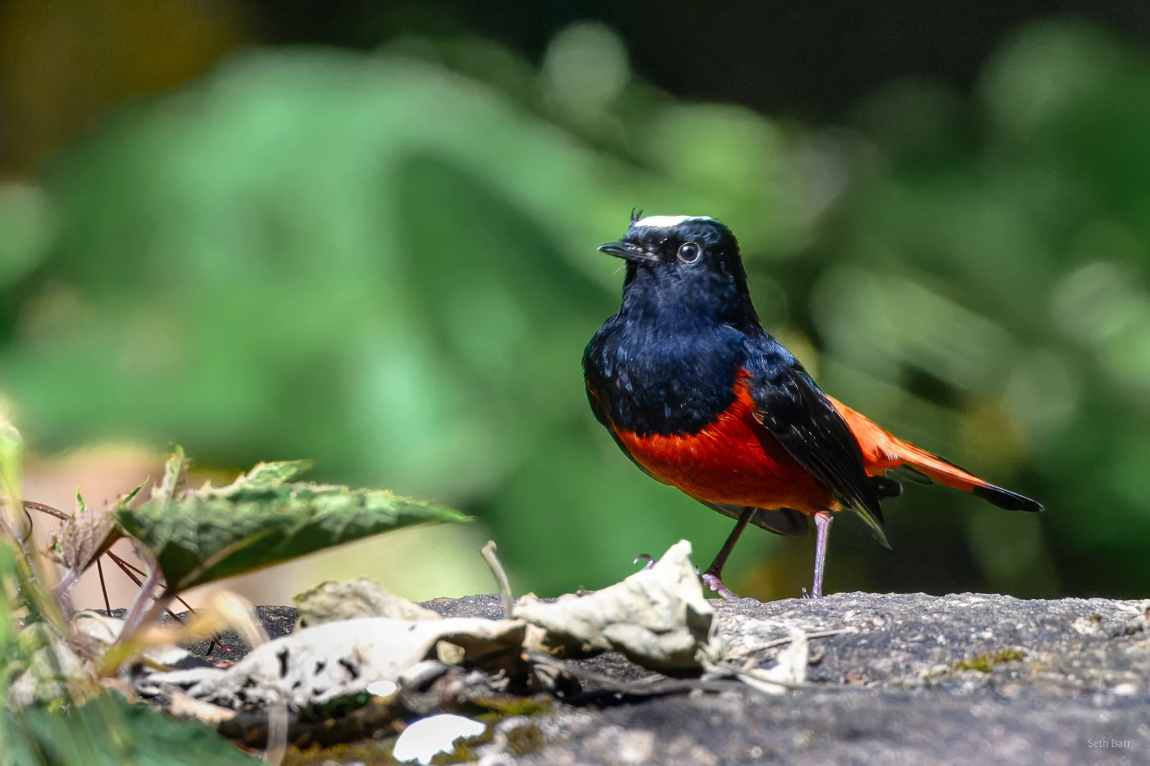 White-Capped Restart