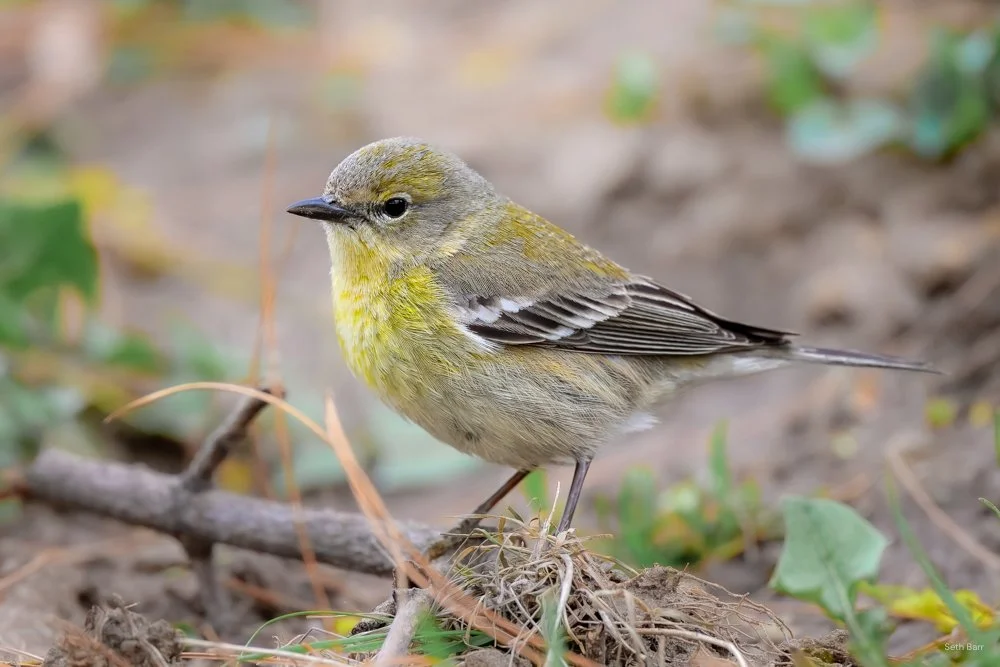 Pine Warbler