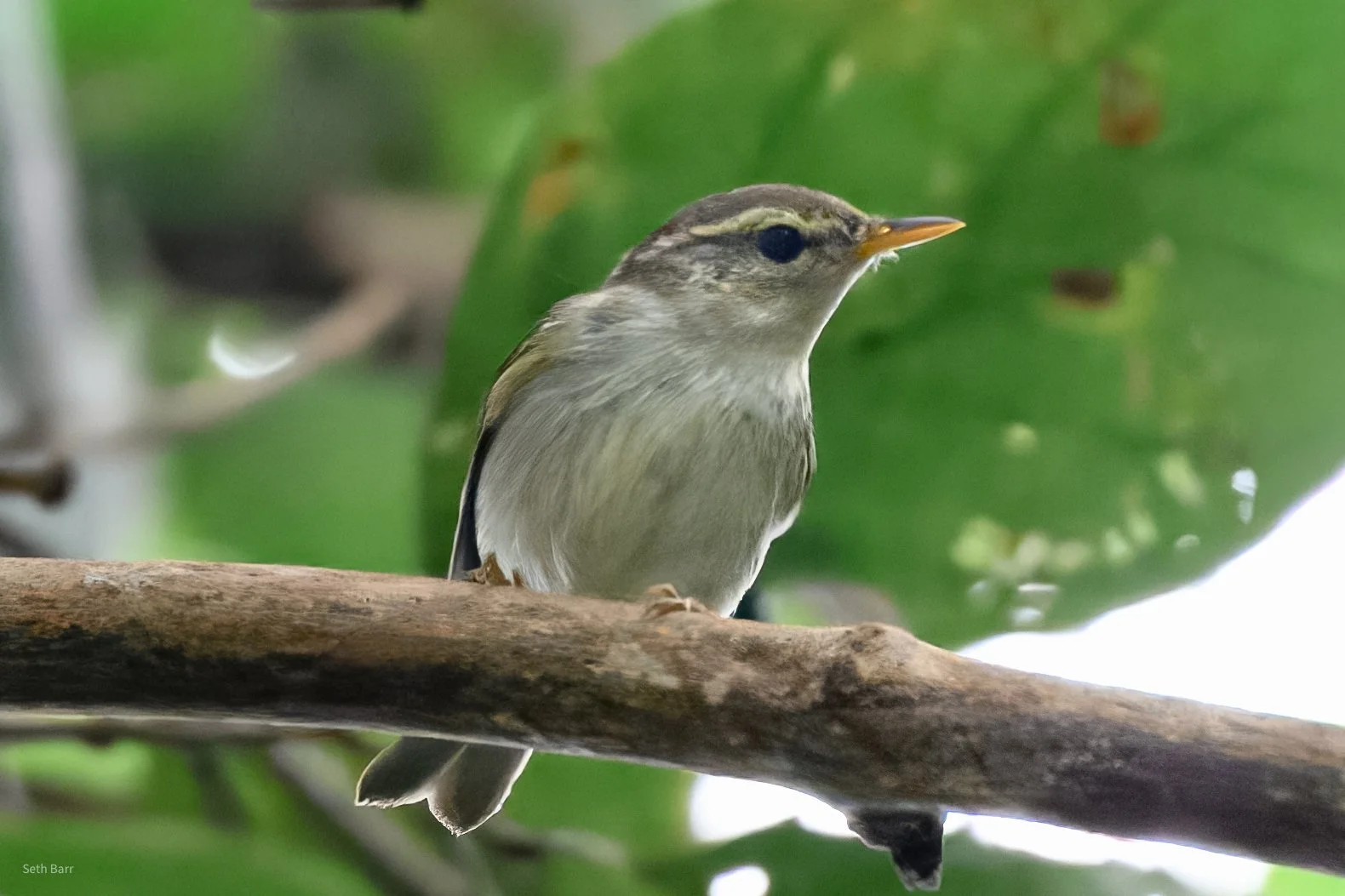 Pale-Legged Leaf Warbler