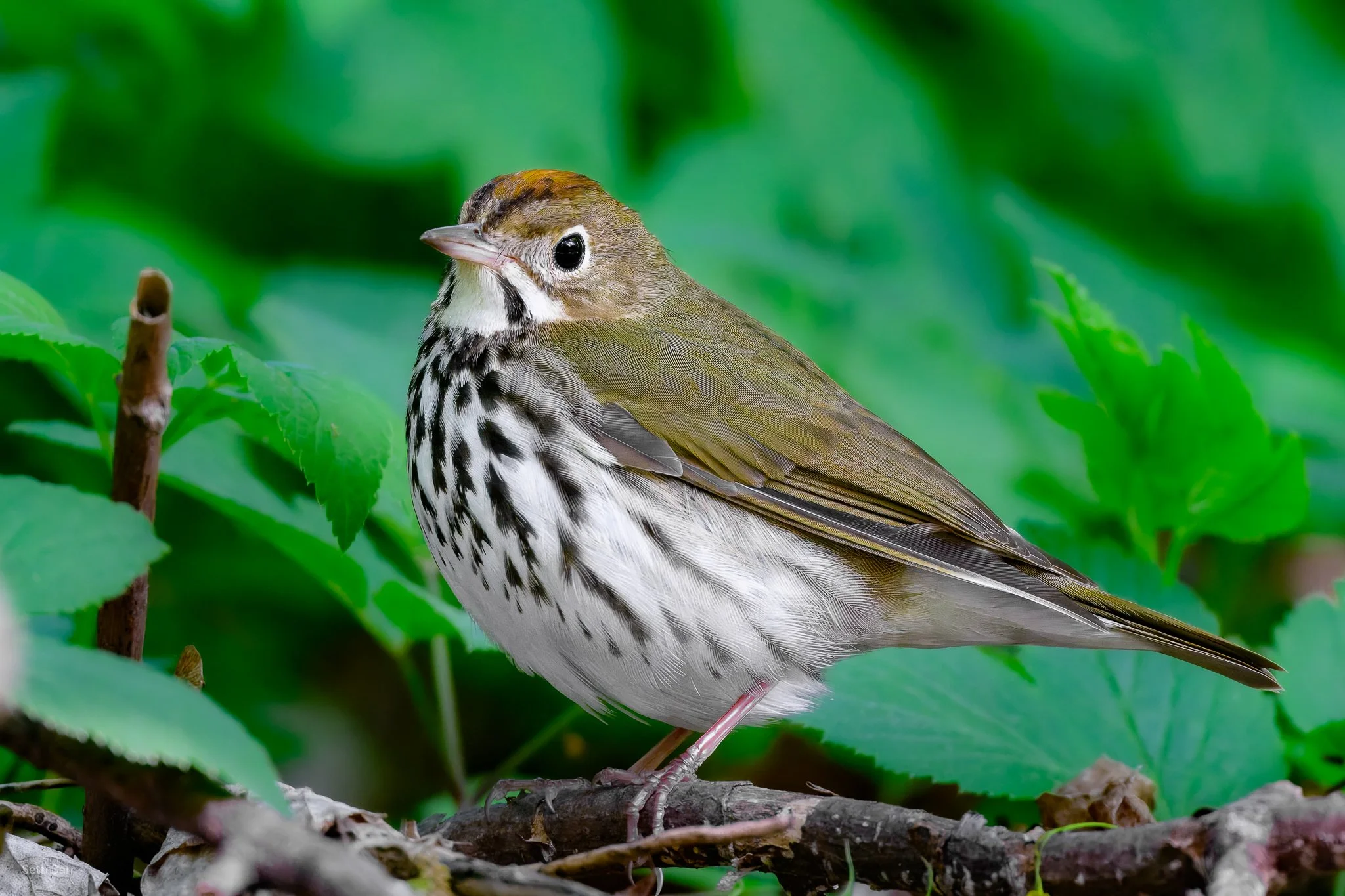 Ovenbird