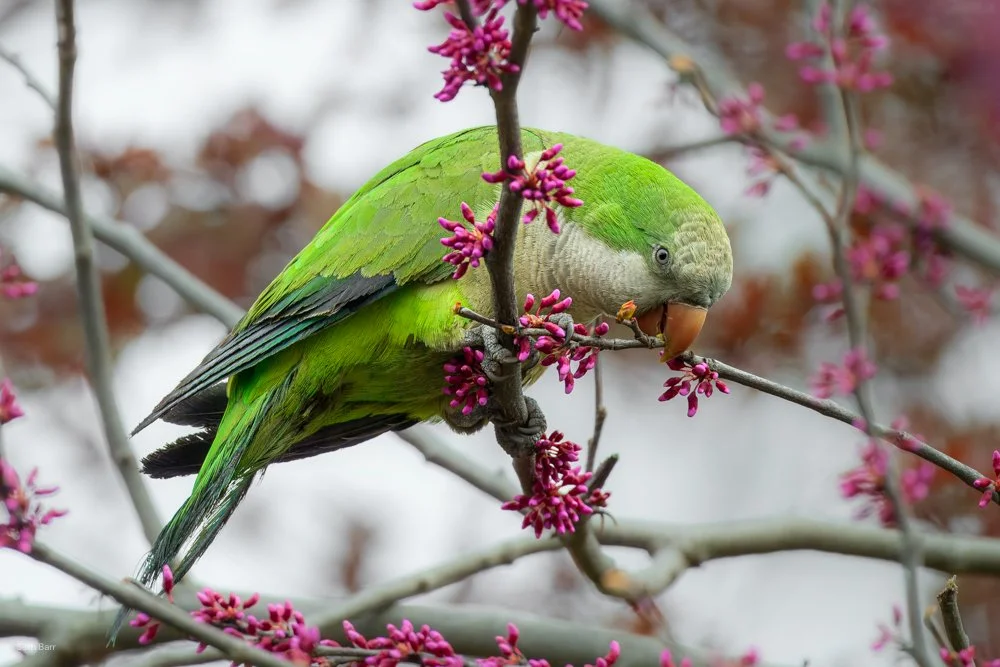 Monk Parakeet