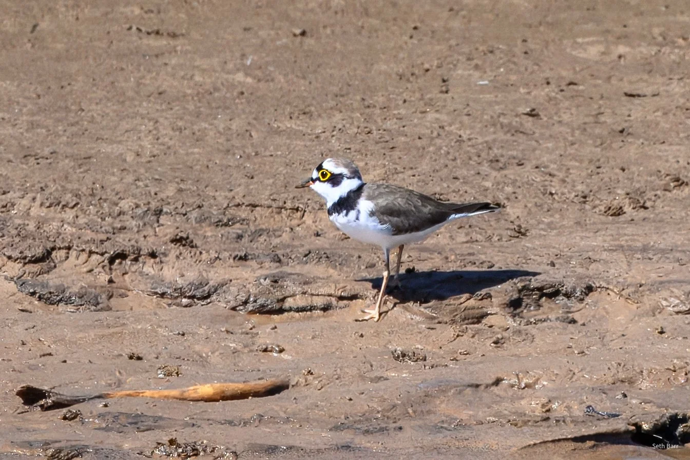 Little Ringed Plover