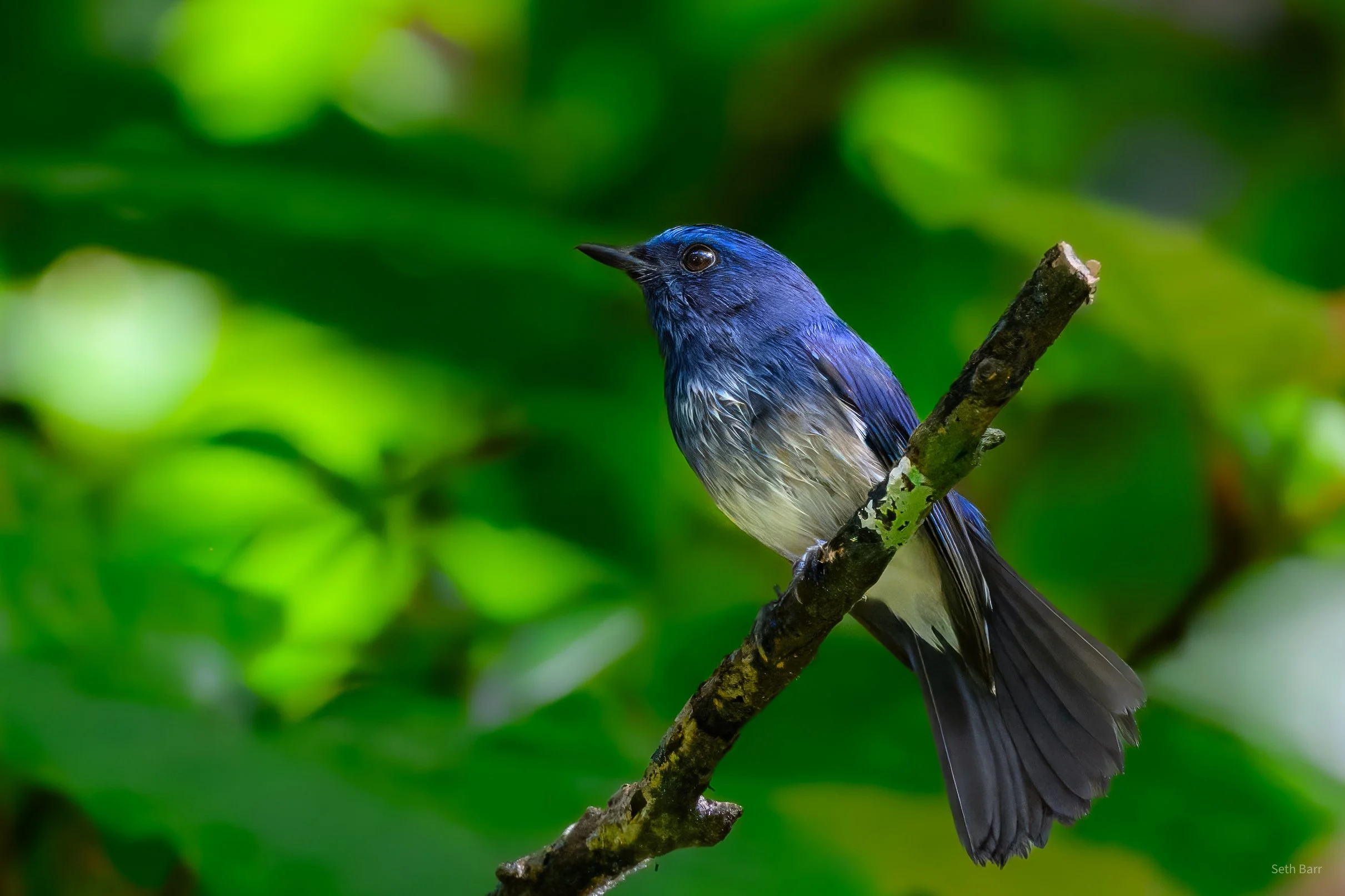 Hainan Blue Flycatcher