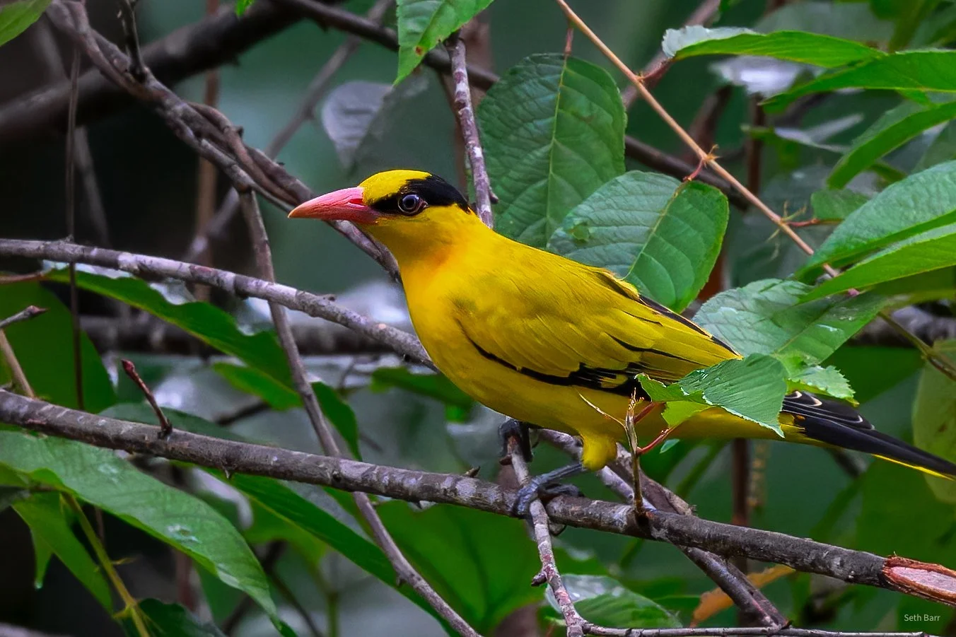 Slender-Billed Oriole