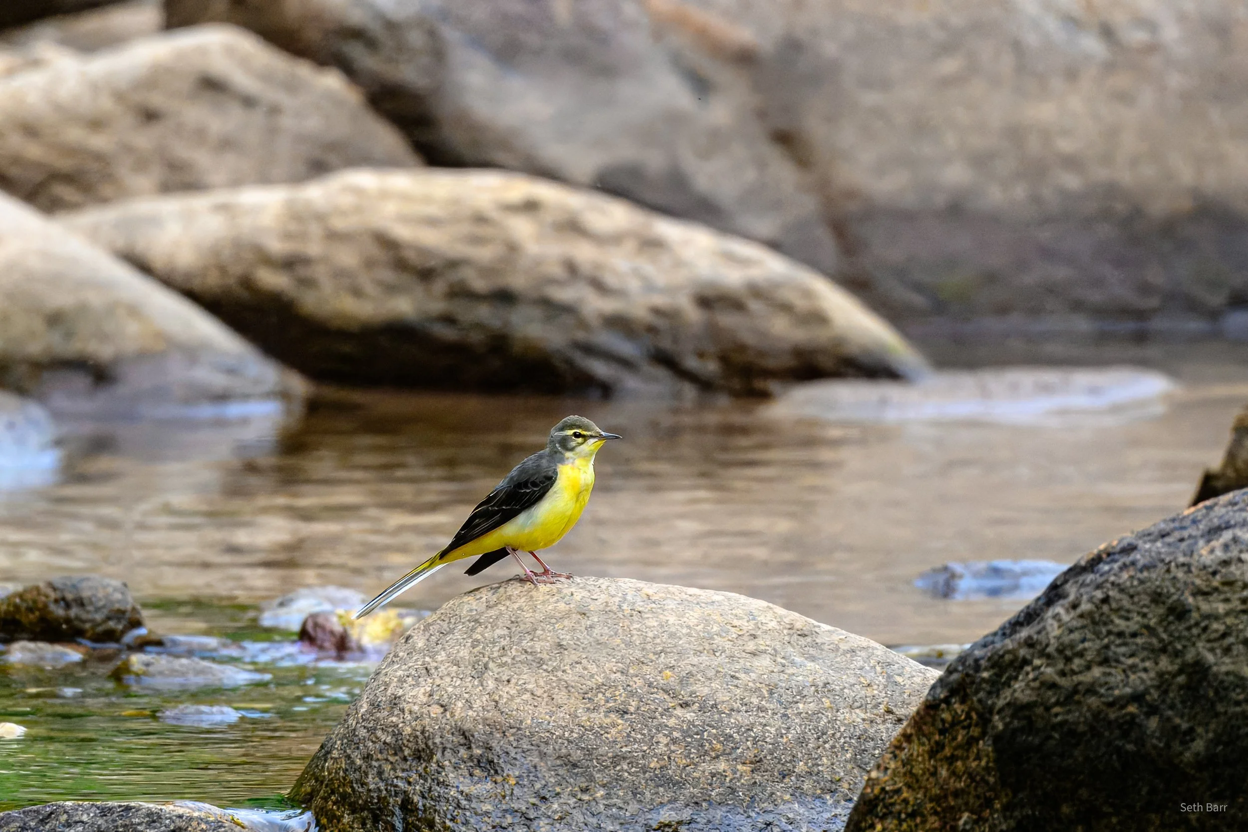 Gray Wagtail