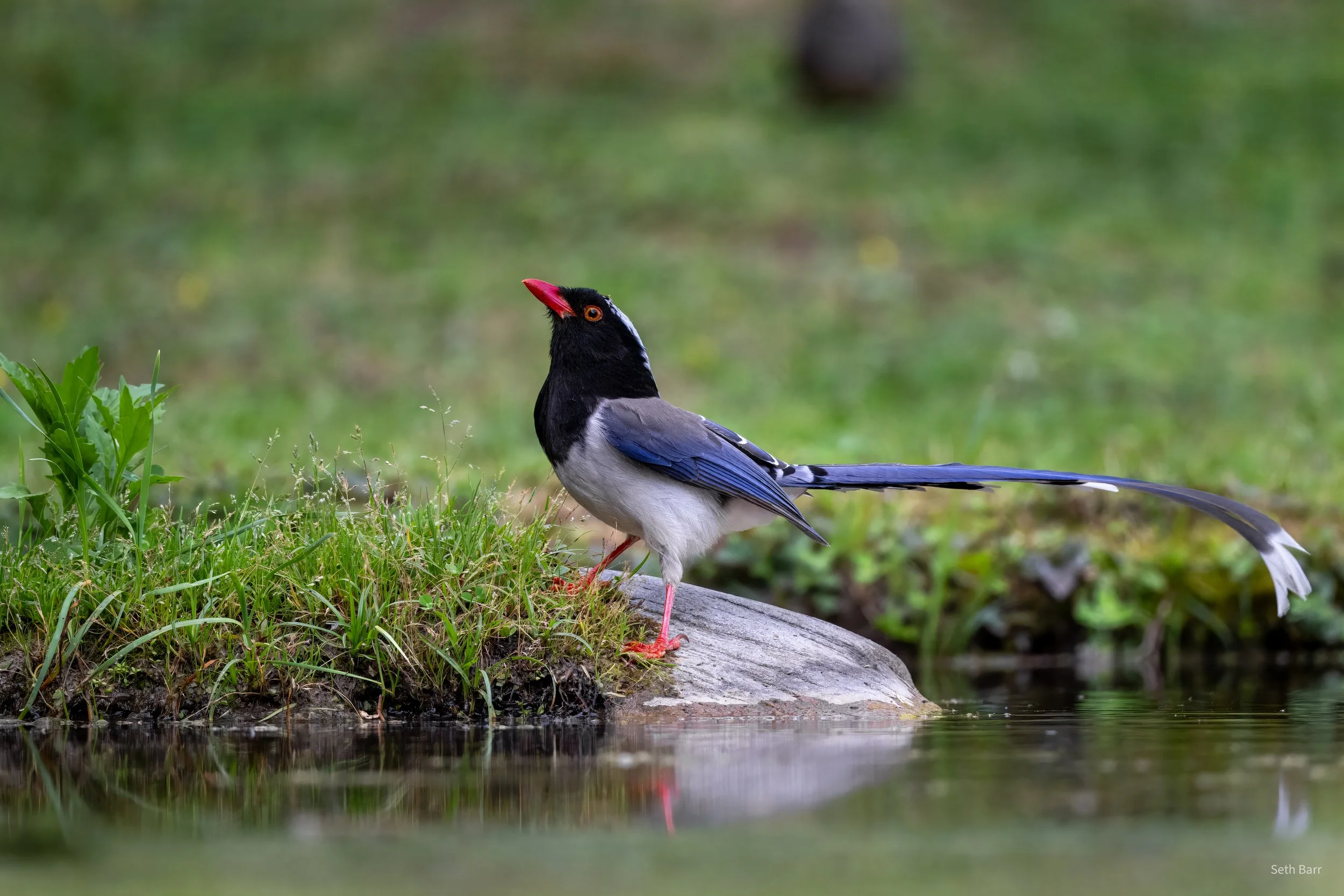 Red-Billed Blue Magpie - Shaanxi Province