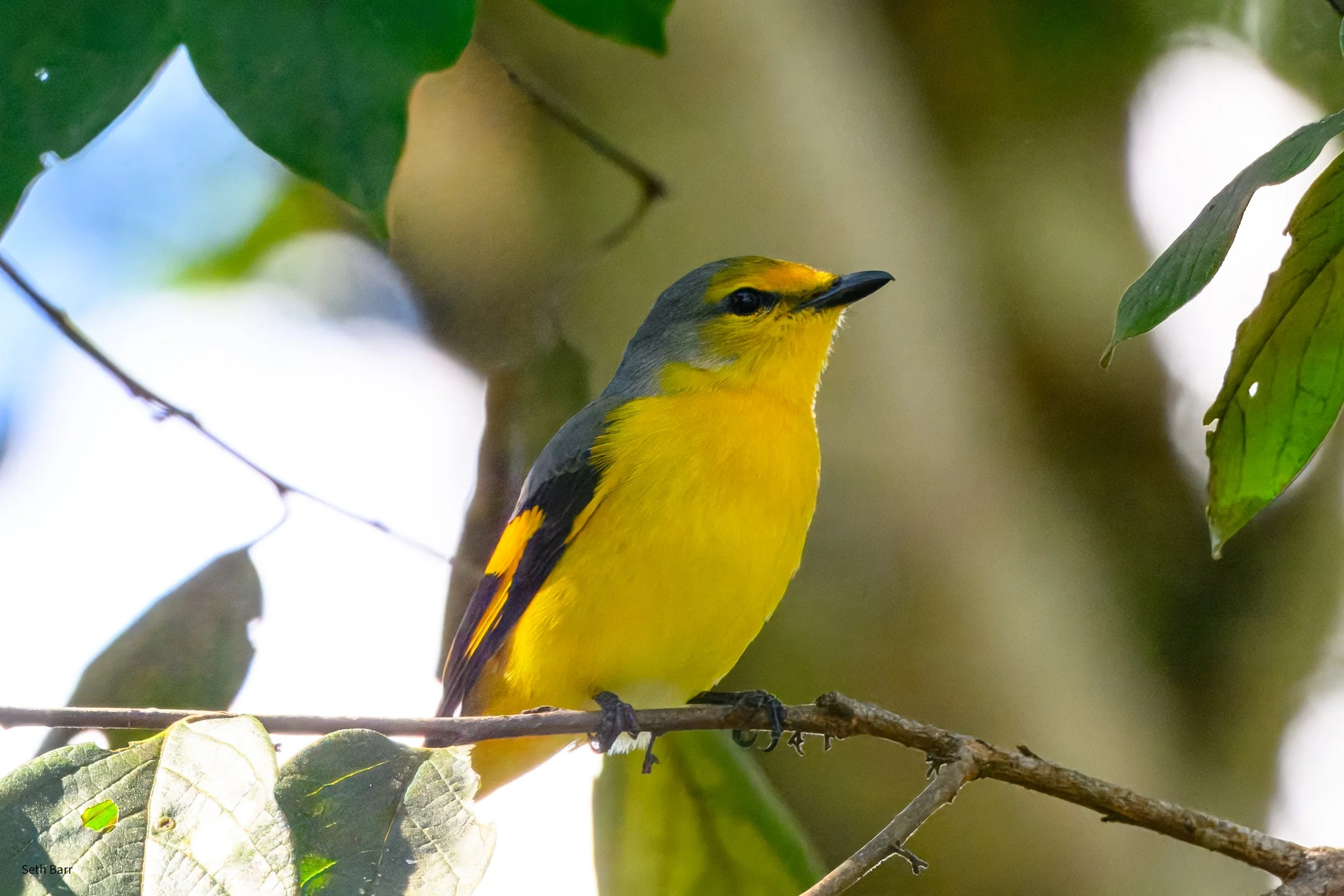 Scarlet Minivet