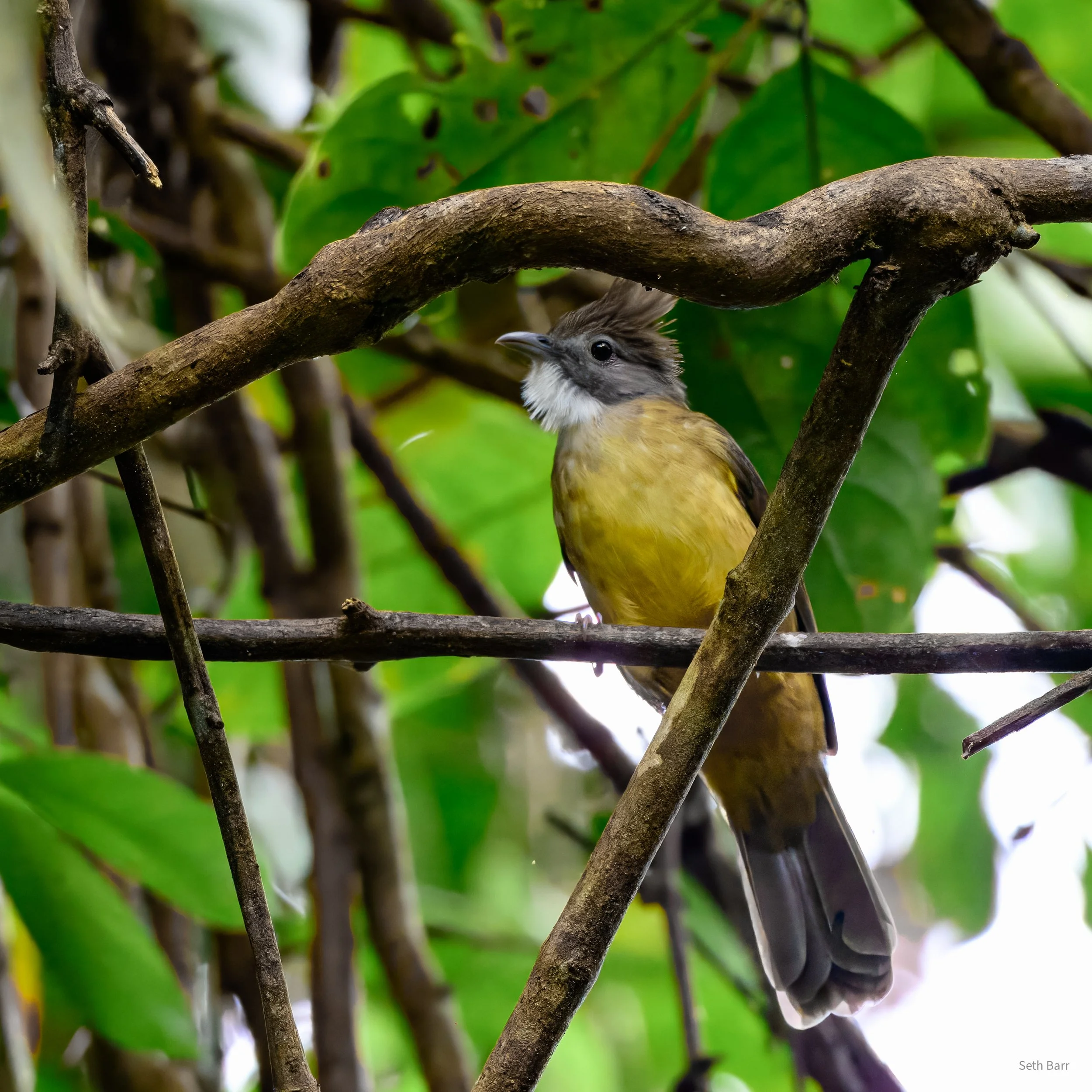 Puff-Throated Bulbul