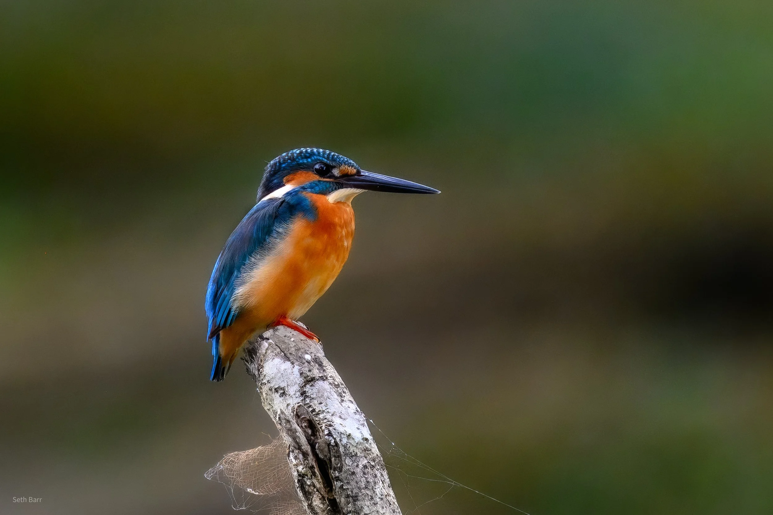 Common Kingfisher