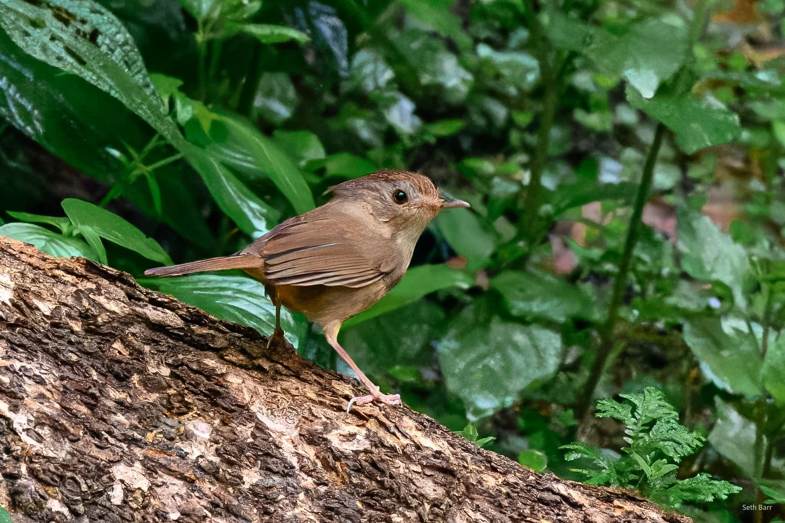 Buff-Breasted Babbler