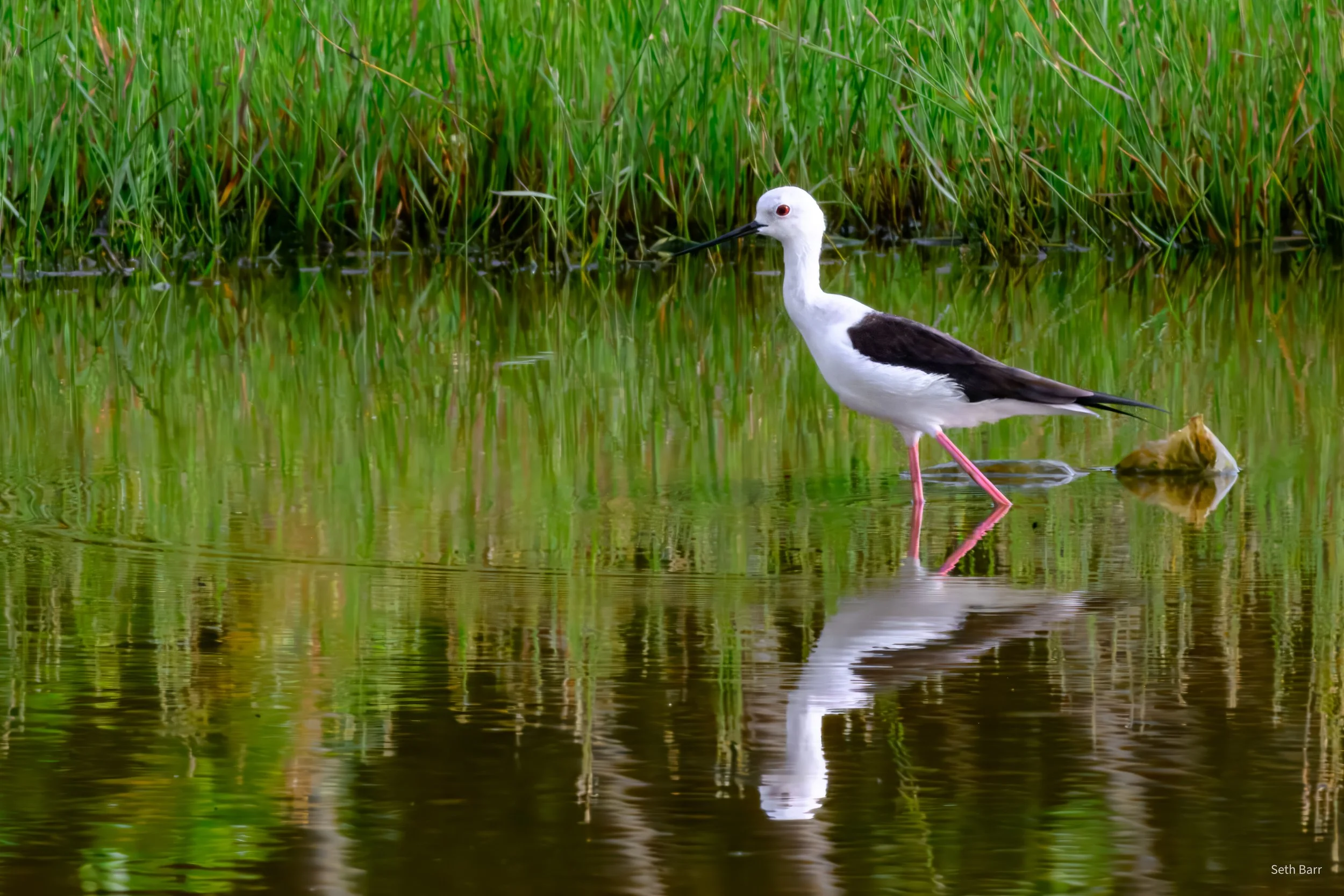 Black-Winged Stilt