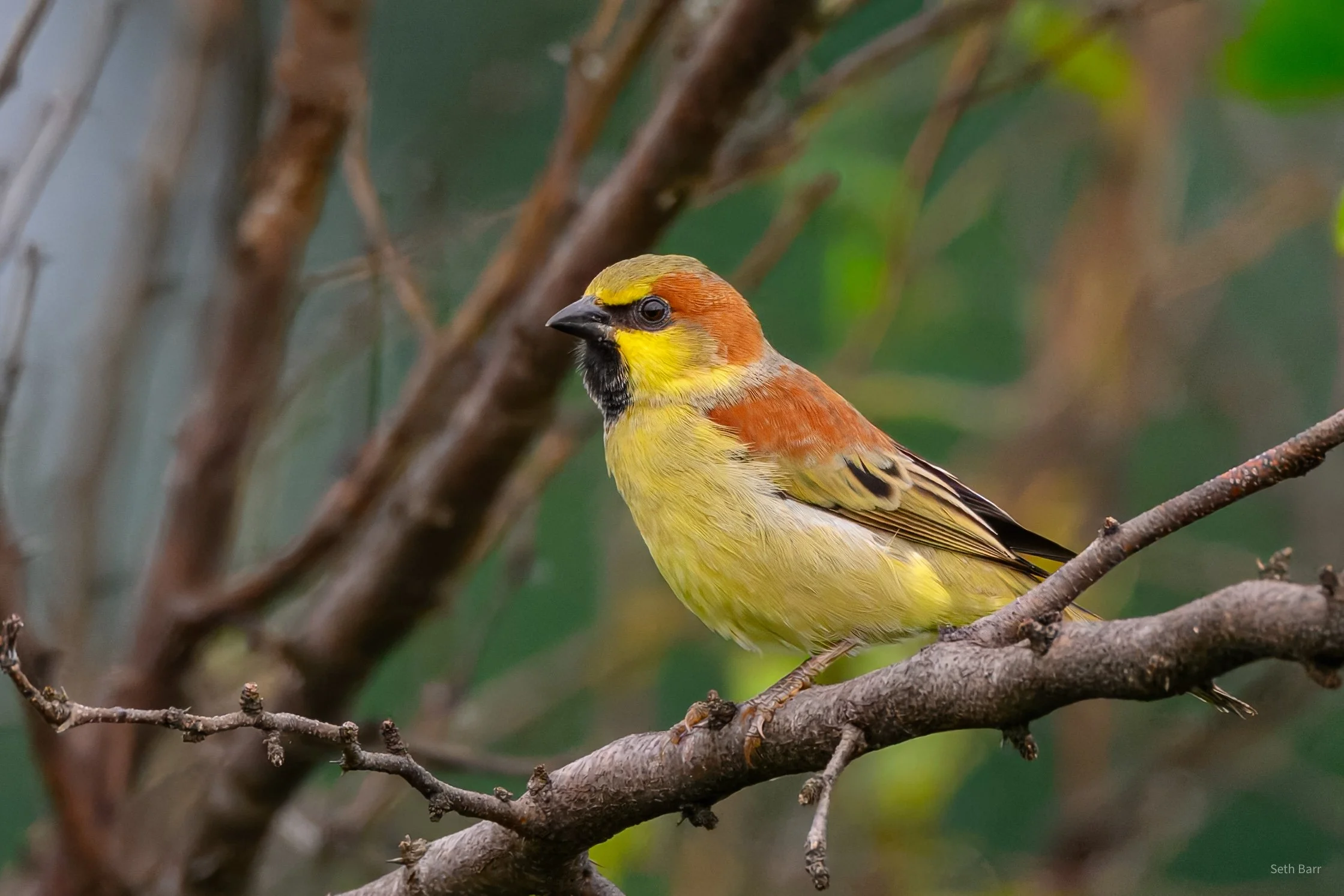 Plain-Backed Sparrow