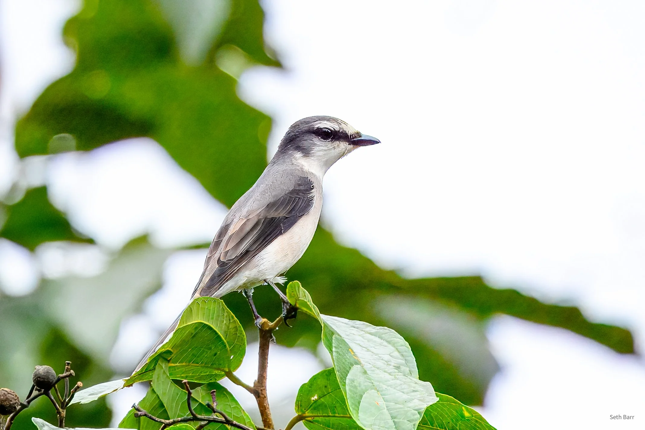 Brown-Rumped Minivet