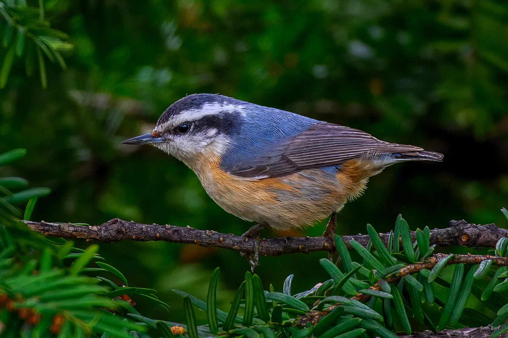 Red-Breasted Nuthatch