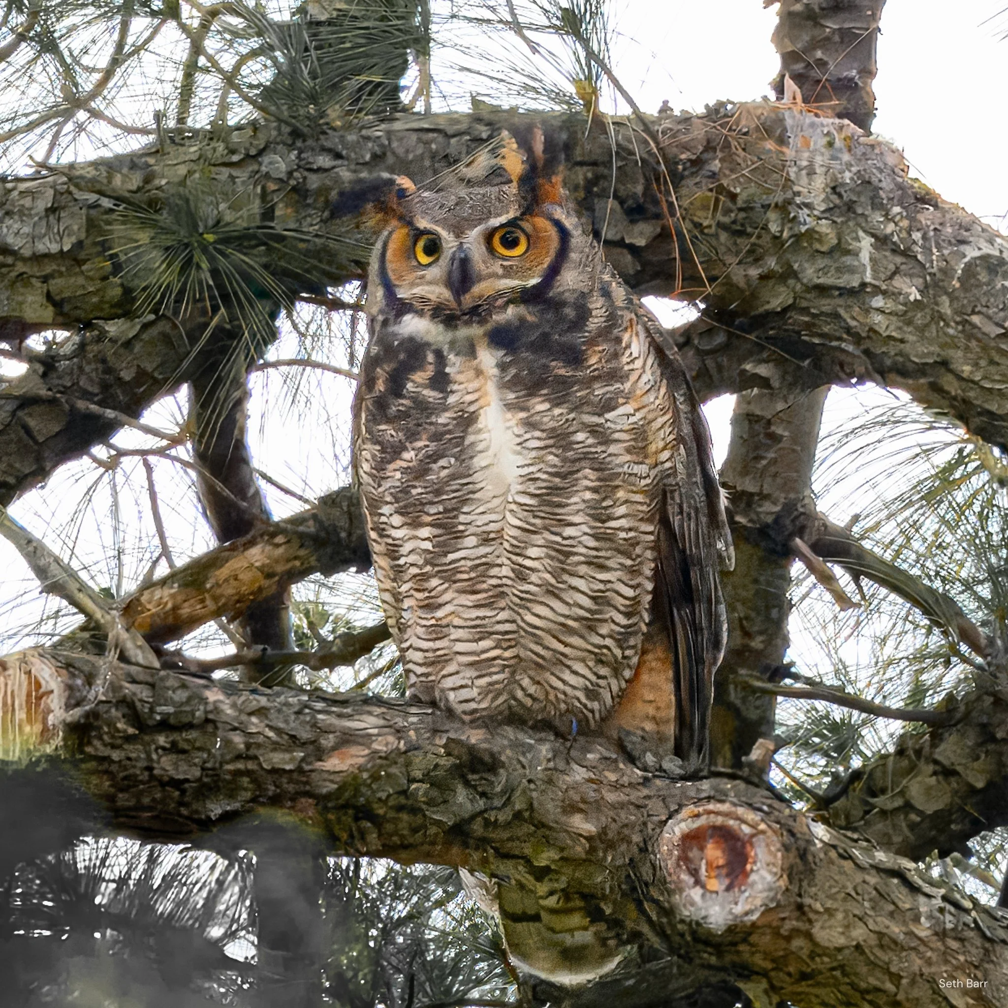 Great Horned Owl