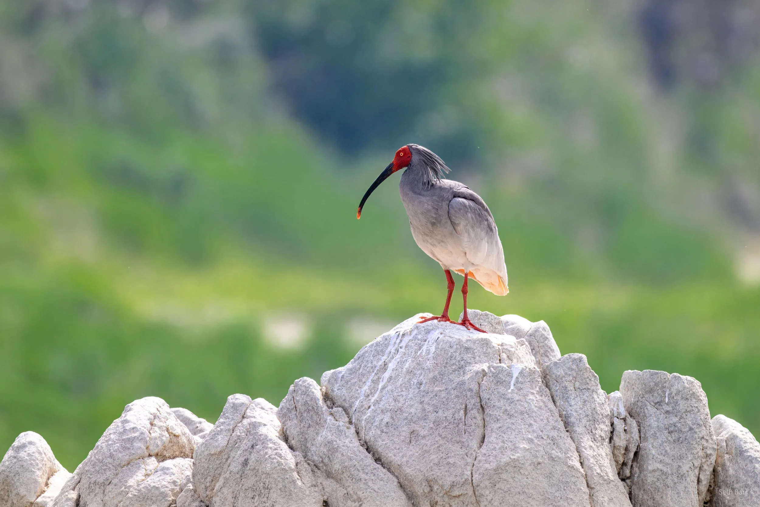 Crested Ibis - Shaanxi Province