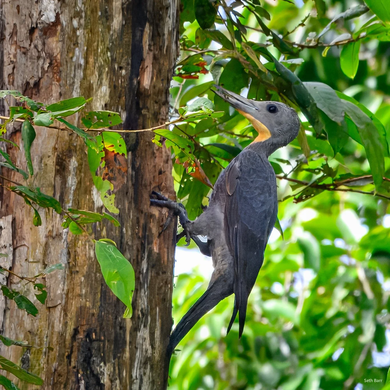 Great Slaty Woodpecker