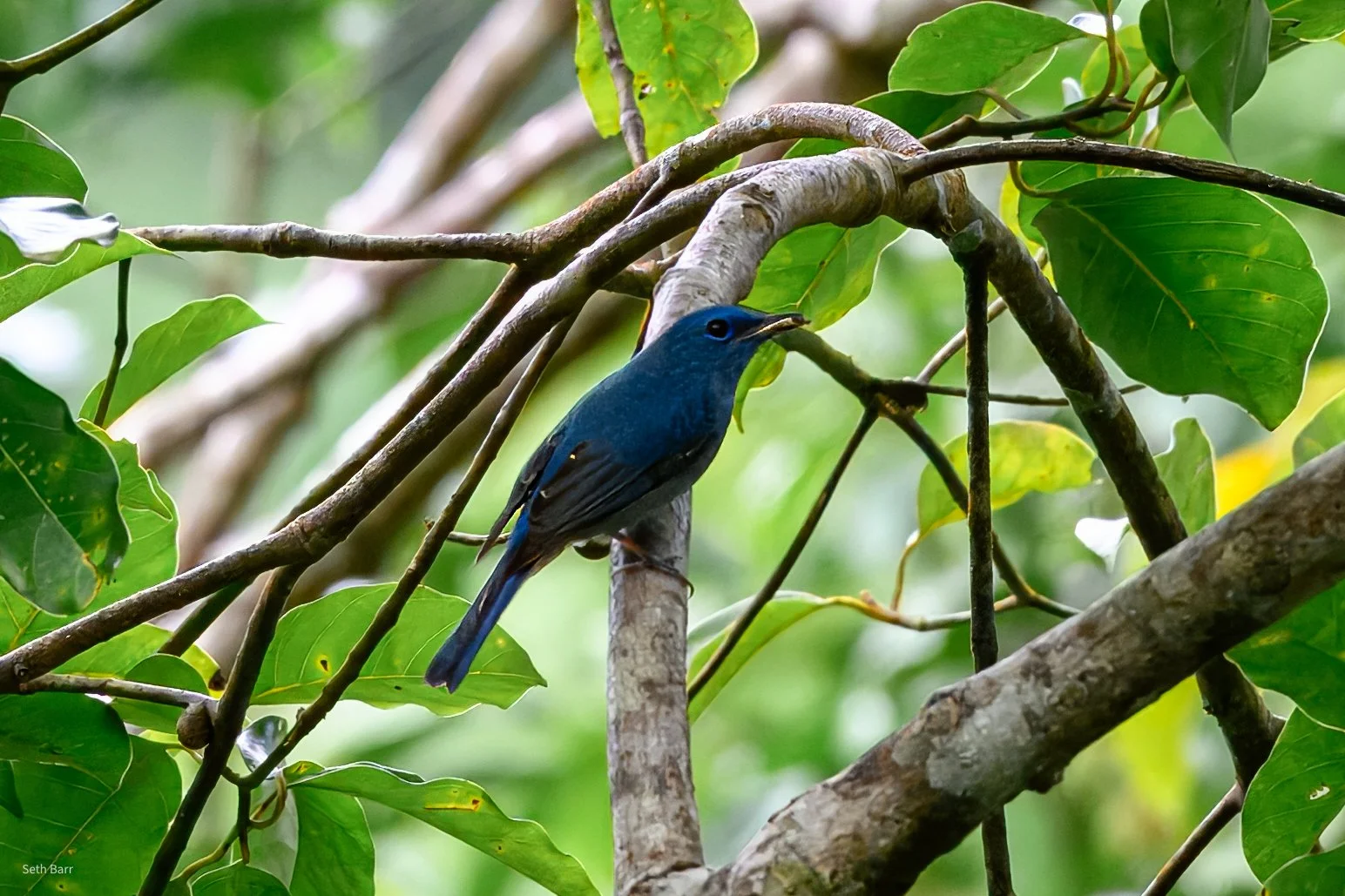 Pale Blue Flycatcher