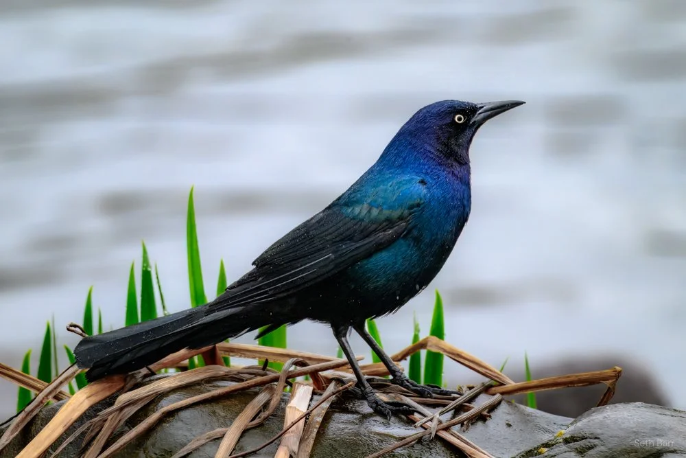 Boat-Tailed Grackle