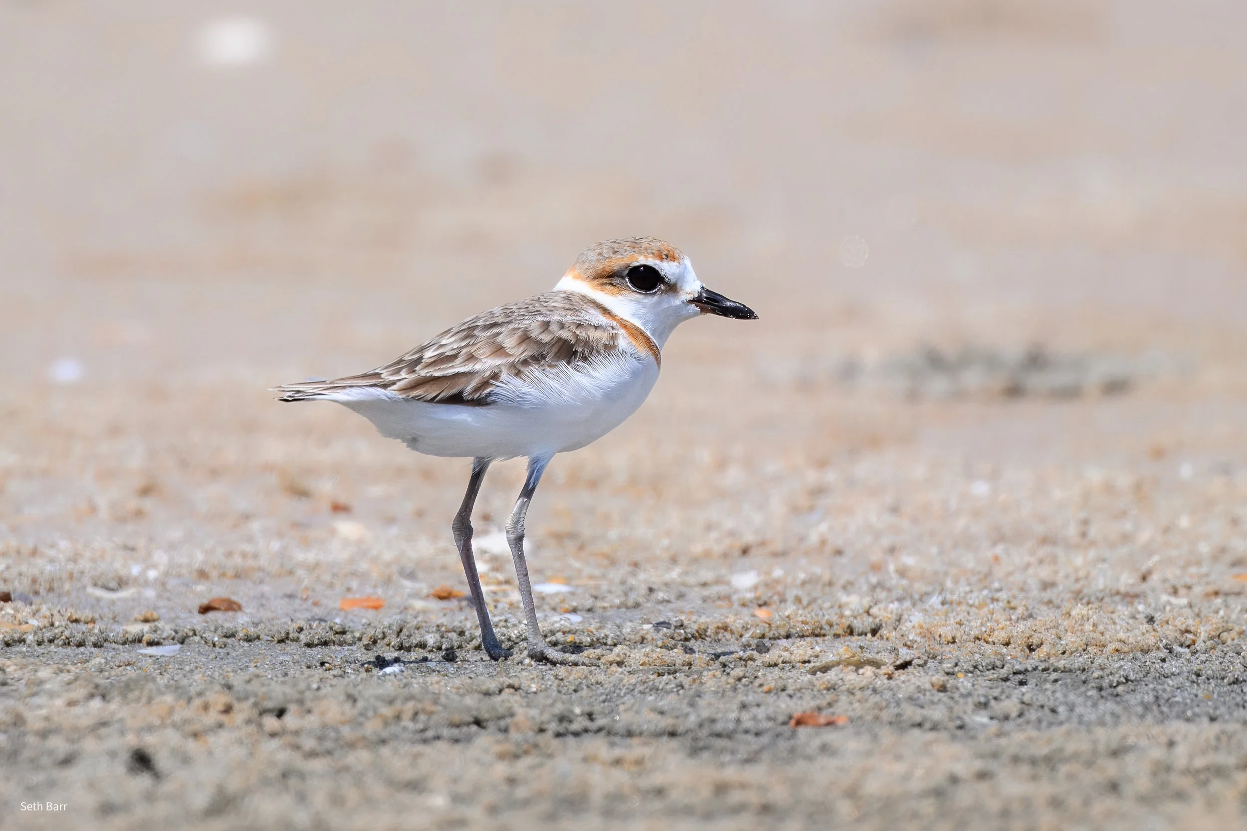 Malaysian Plover