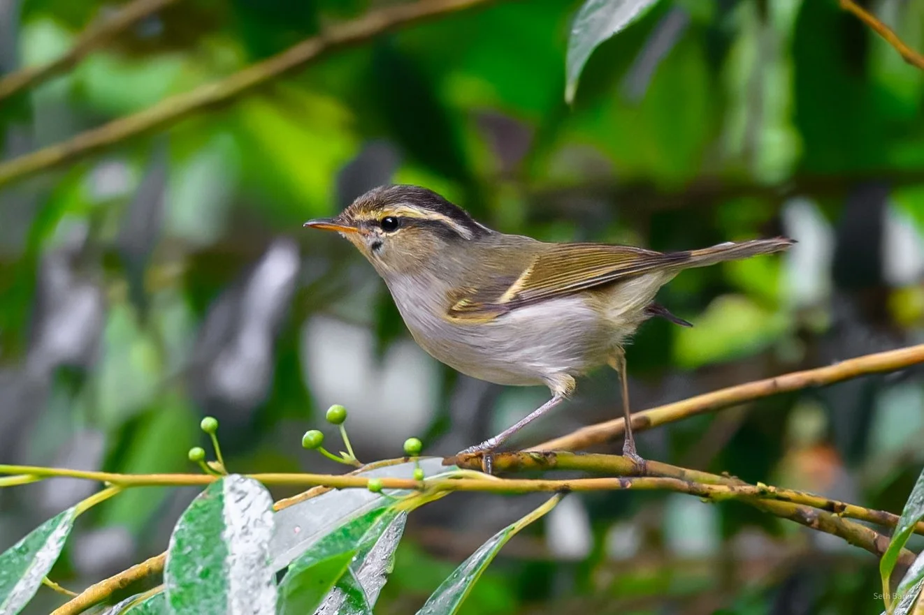 Davisons_Warbler_Nov_13_2025_Thailand.jpg