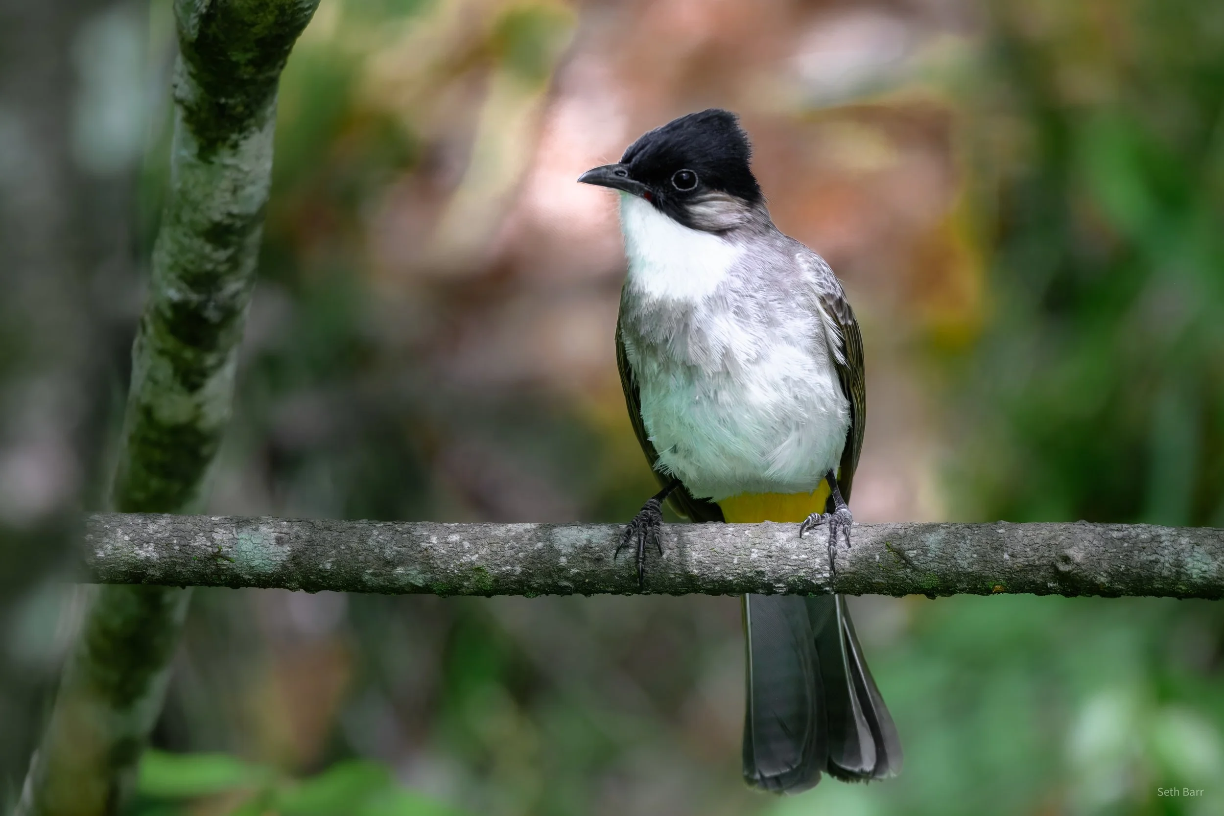 Brown-Breasted Bulbul - Shaanxi Province