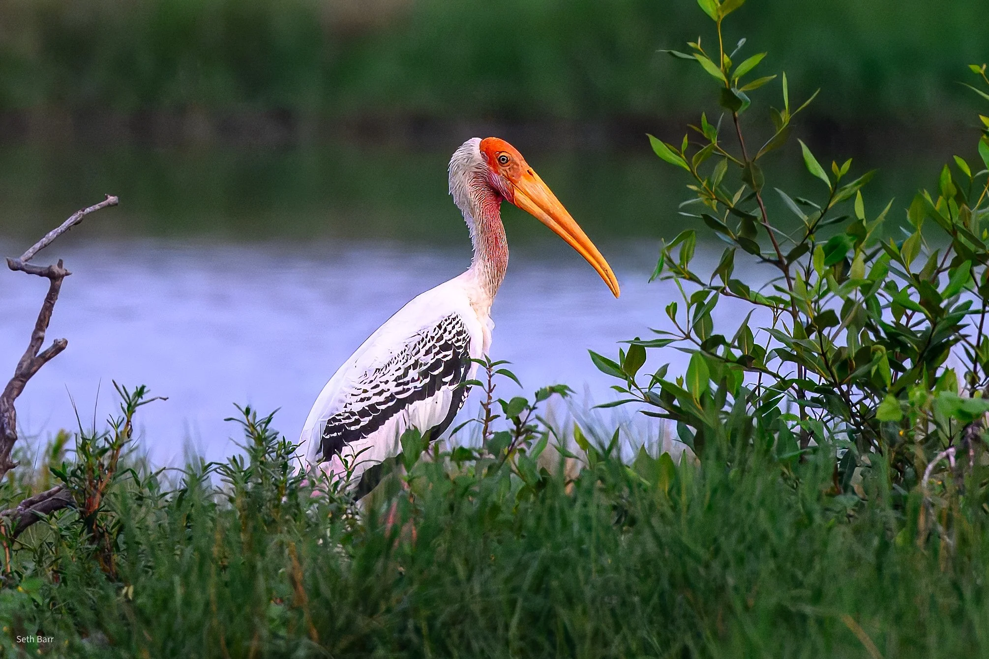 Painted Stork