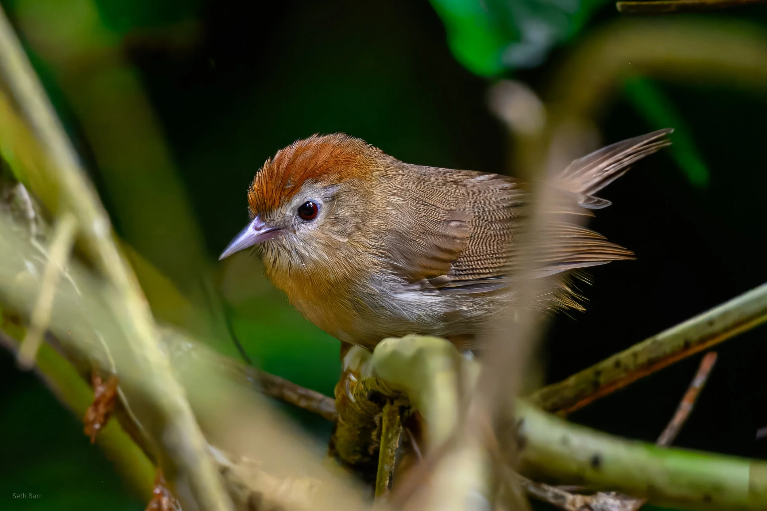 Rufous-Fronted Babbler