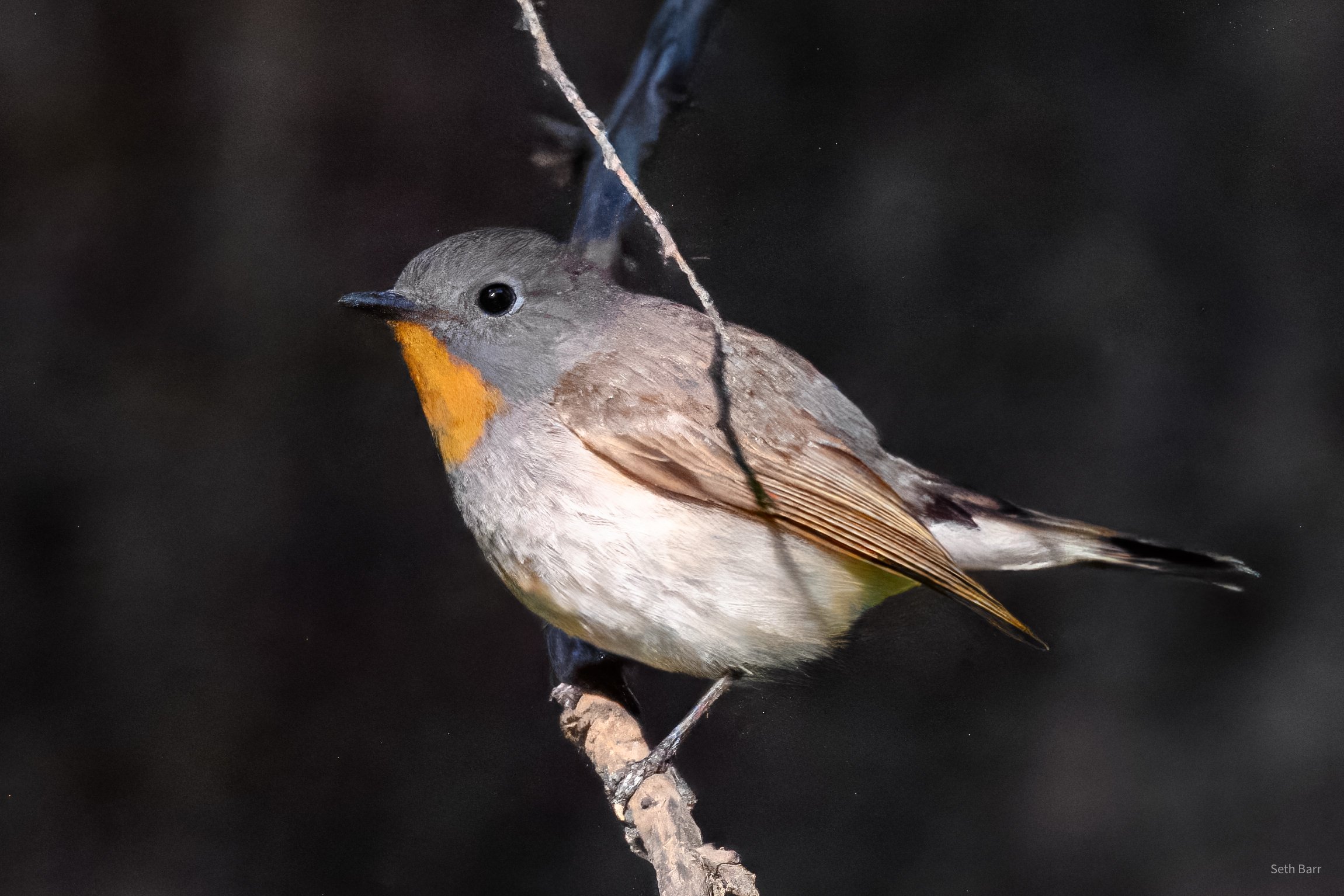 Taiga Flycatcher - Shaanxi Province
