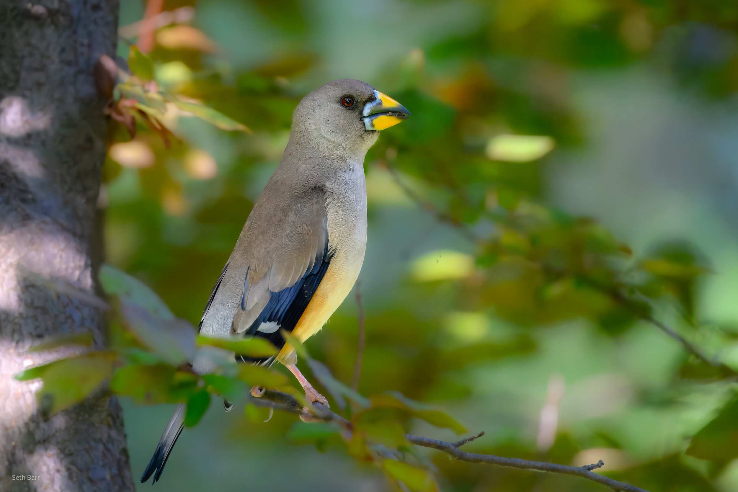 Yellow-Billed Grosbeak - Beijing