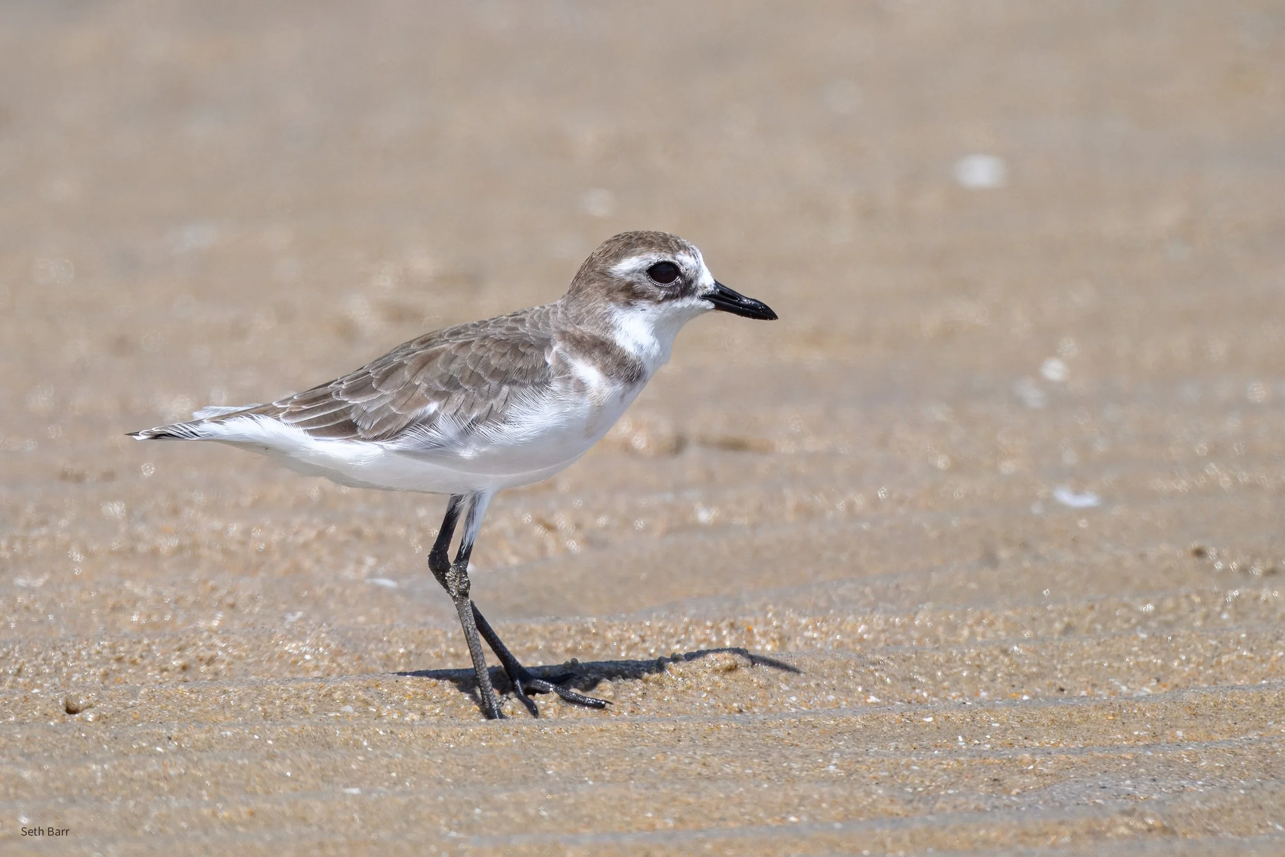 Greater Sand Plover