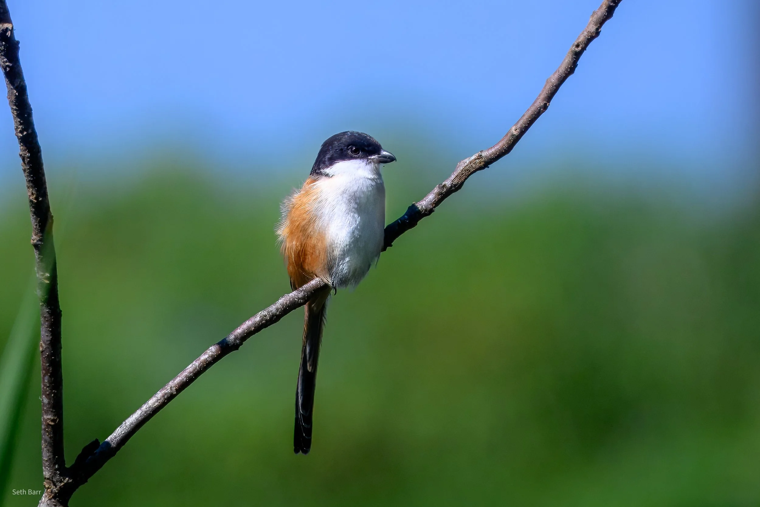 Long-Tailed Shrike