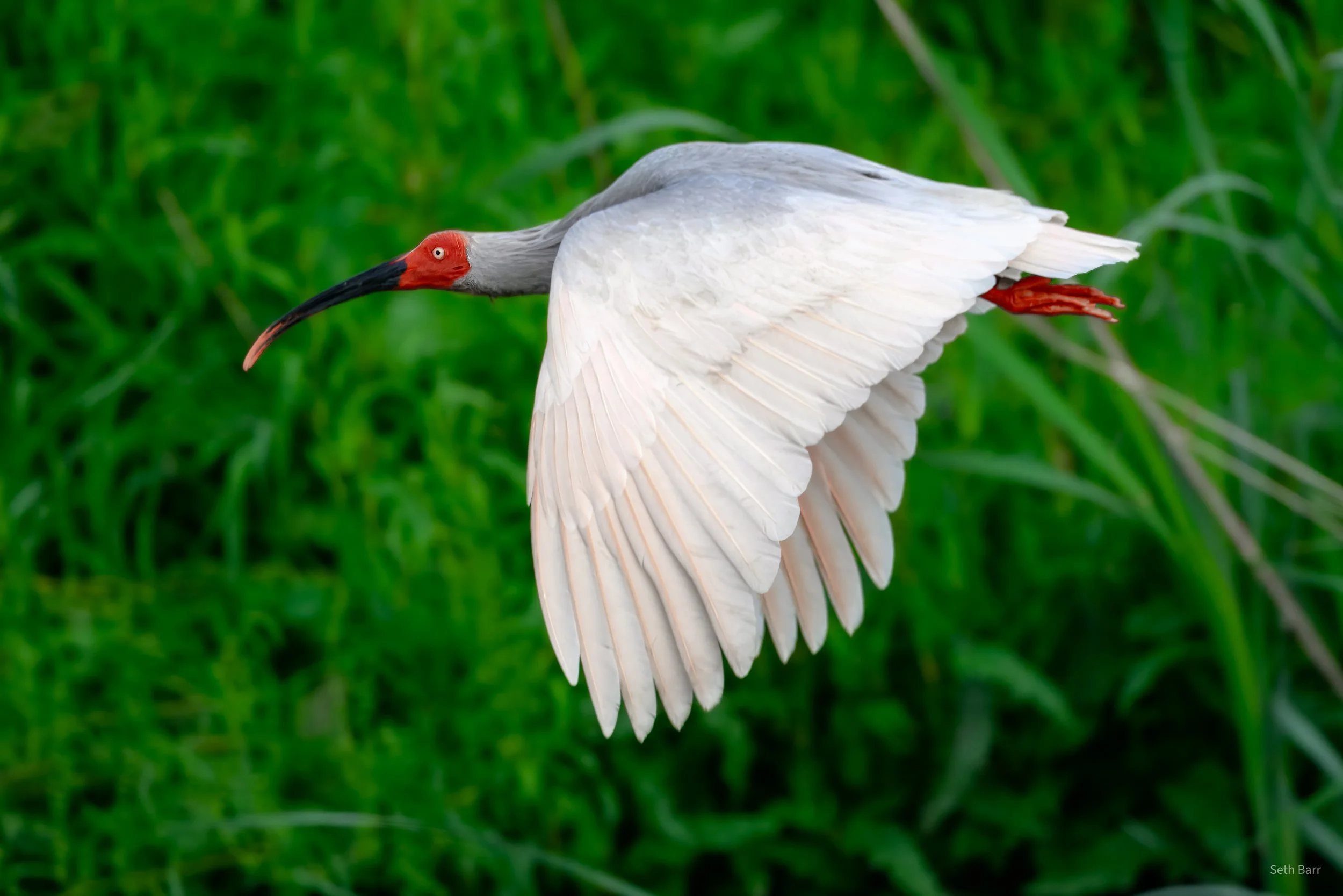 Crested Ibis - Shaanxi Province