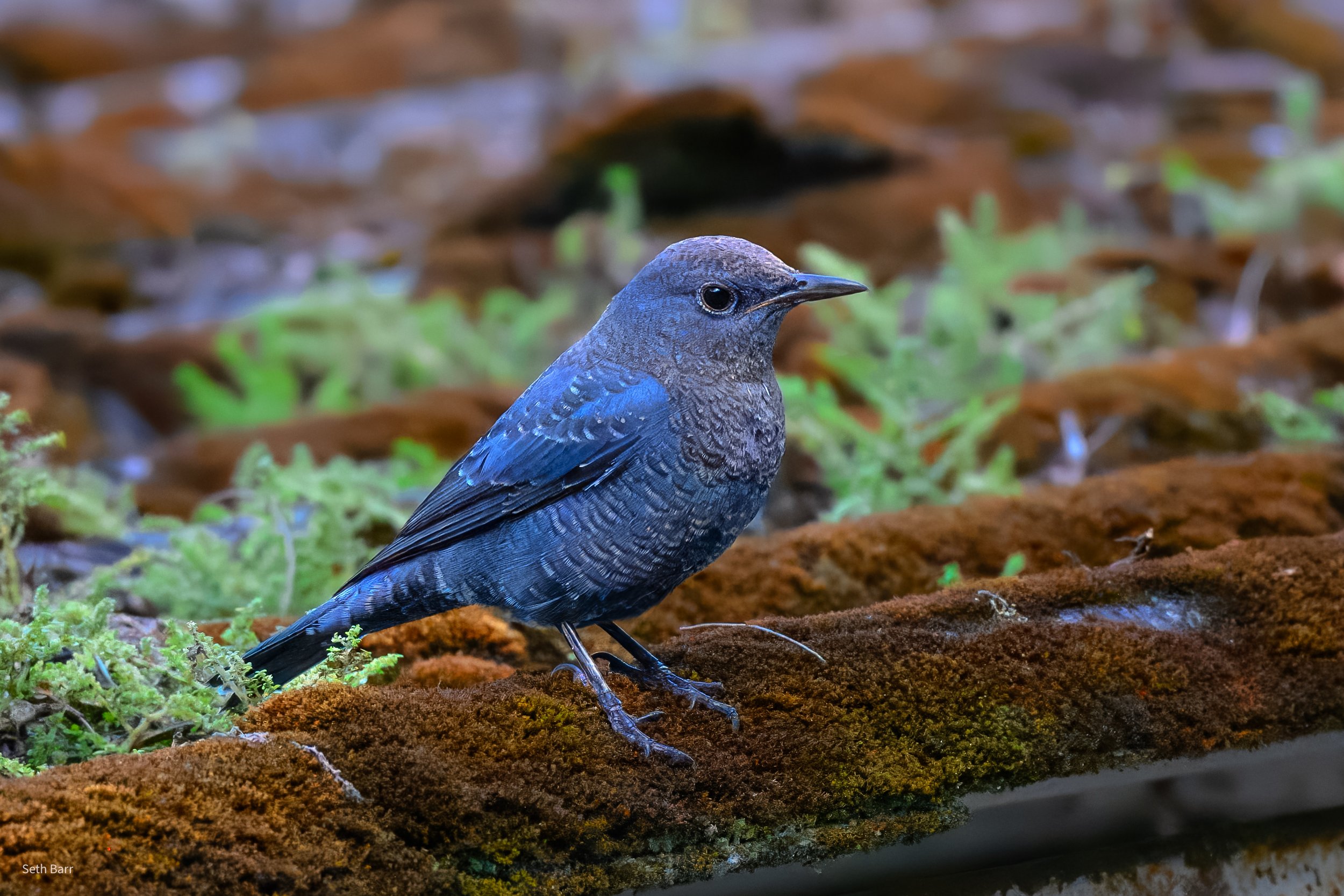 Blue Rock Thrush