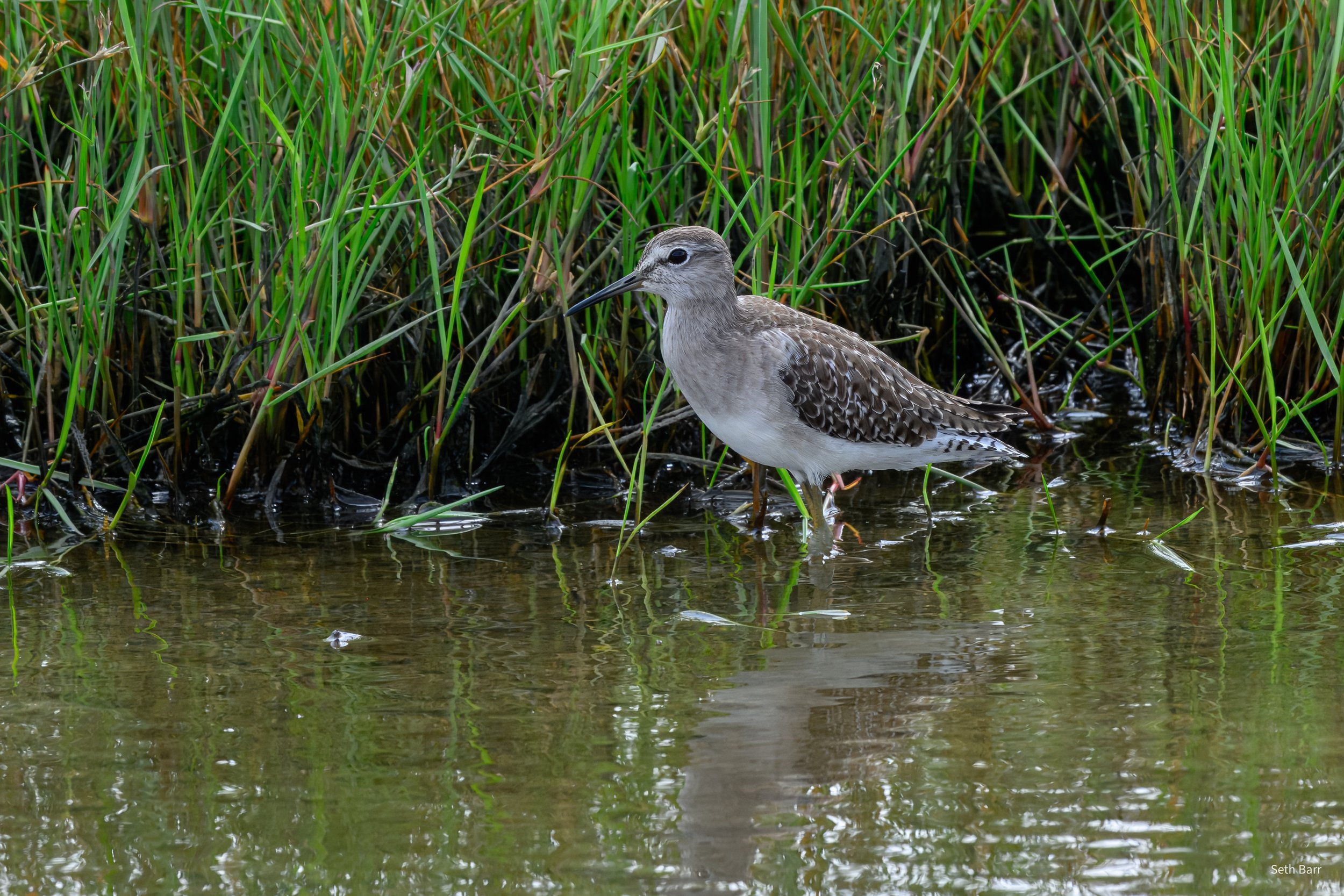 Wood Sandpiper
