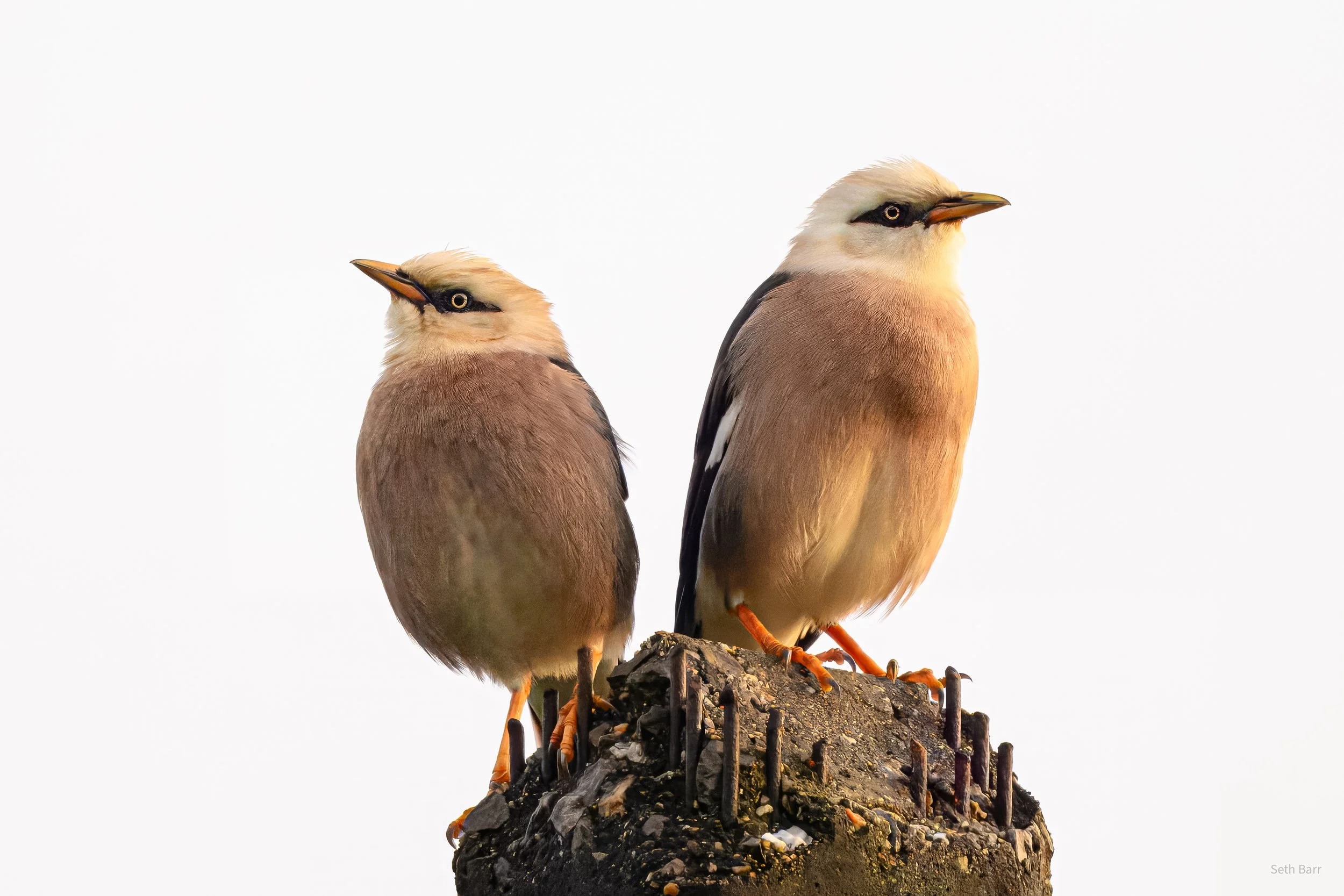 Vinous-Breasted Myna