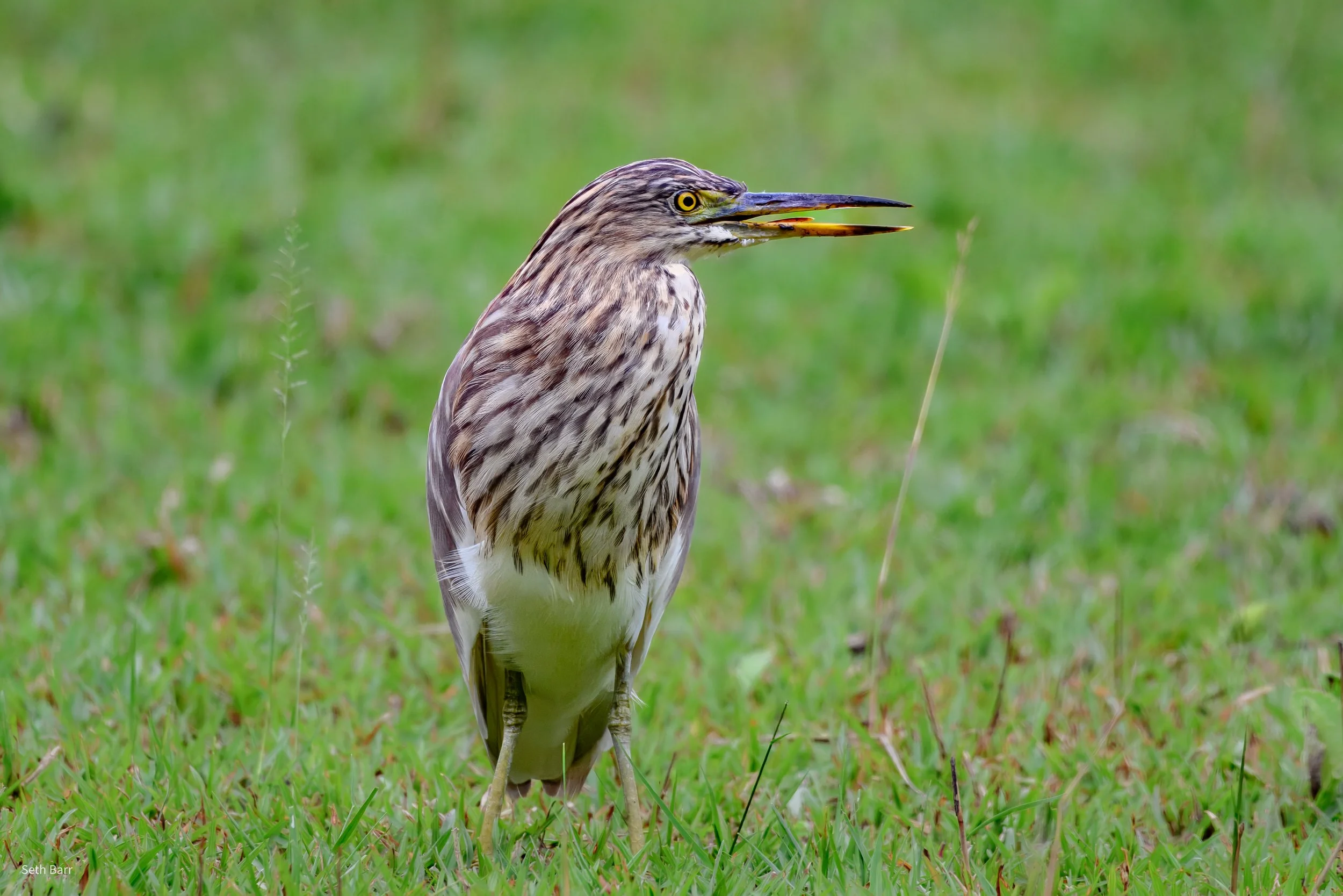 Chinese Pond Heron