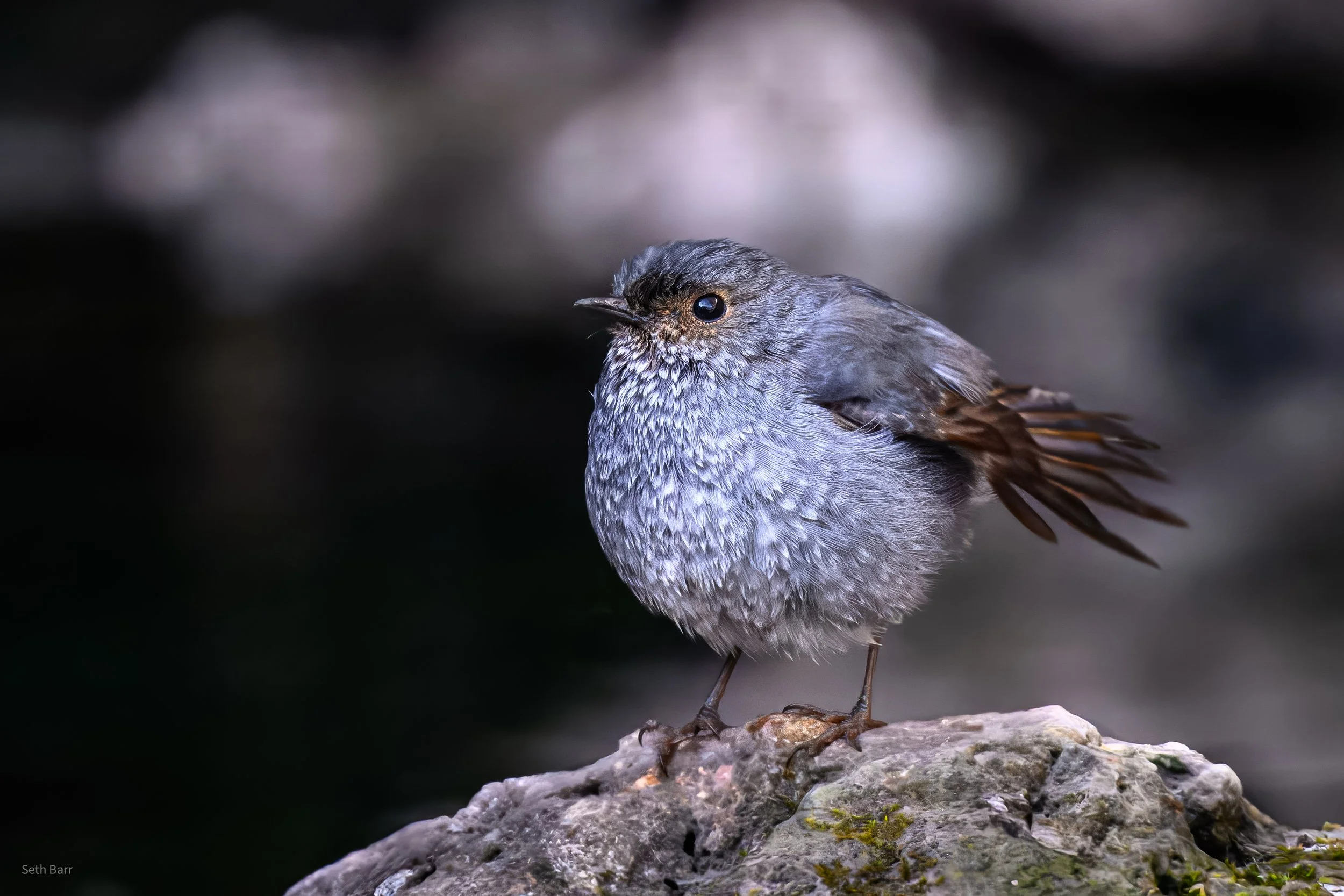 Plumbeous Redstart - Shaanxi Province