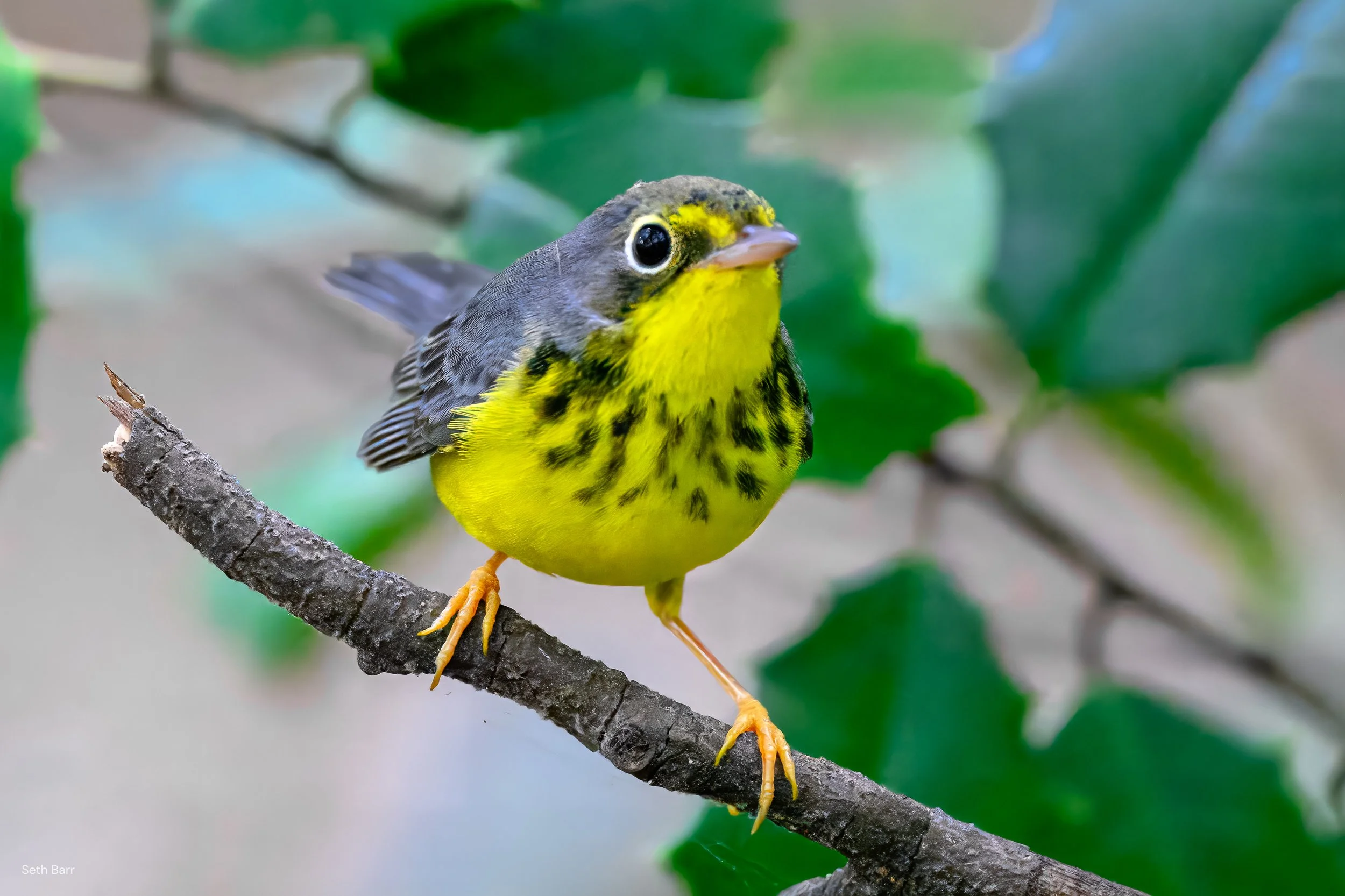 Canada Warbler