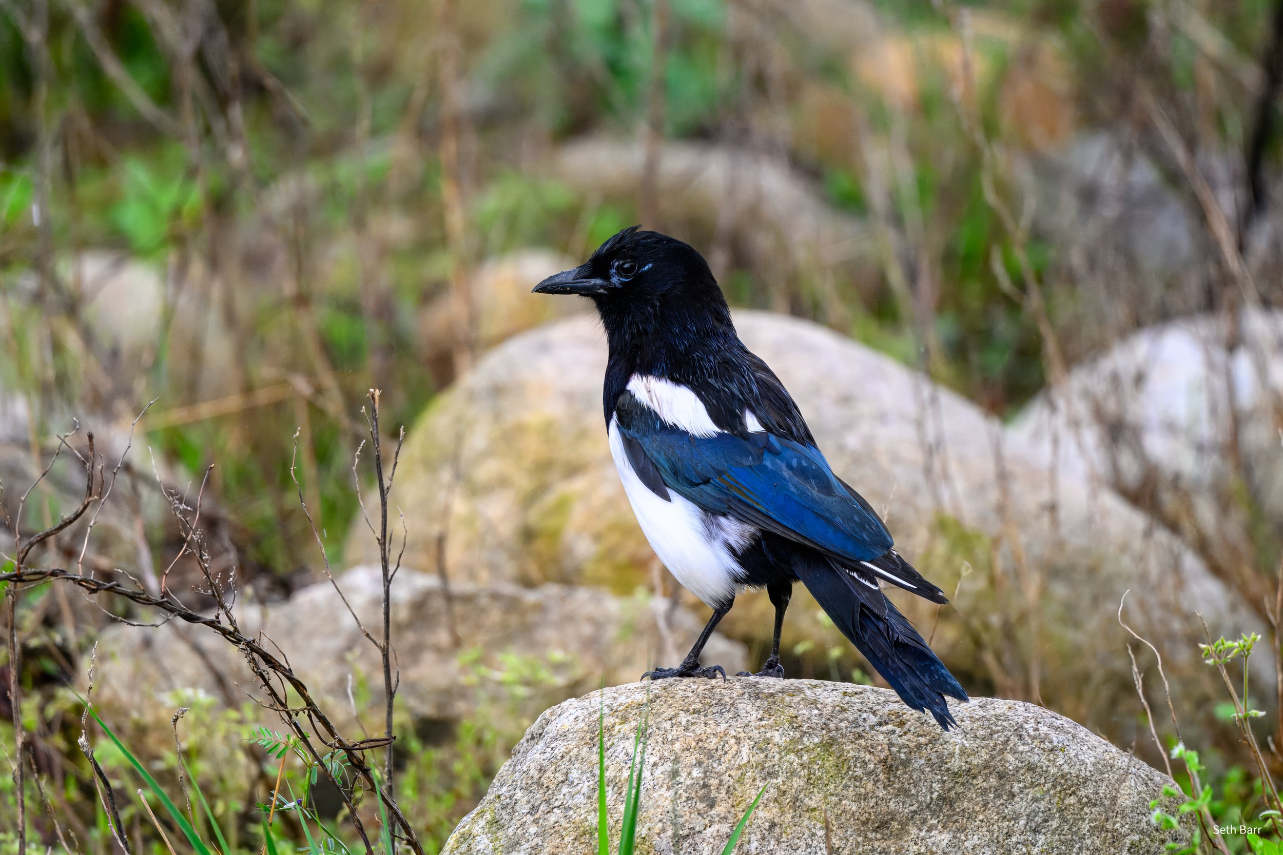 Oriental Magpie - Shaanxi Province