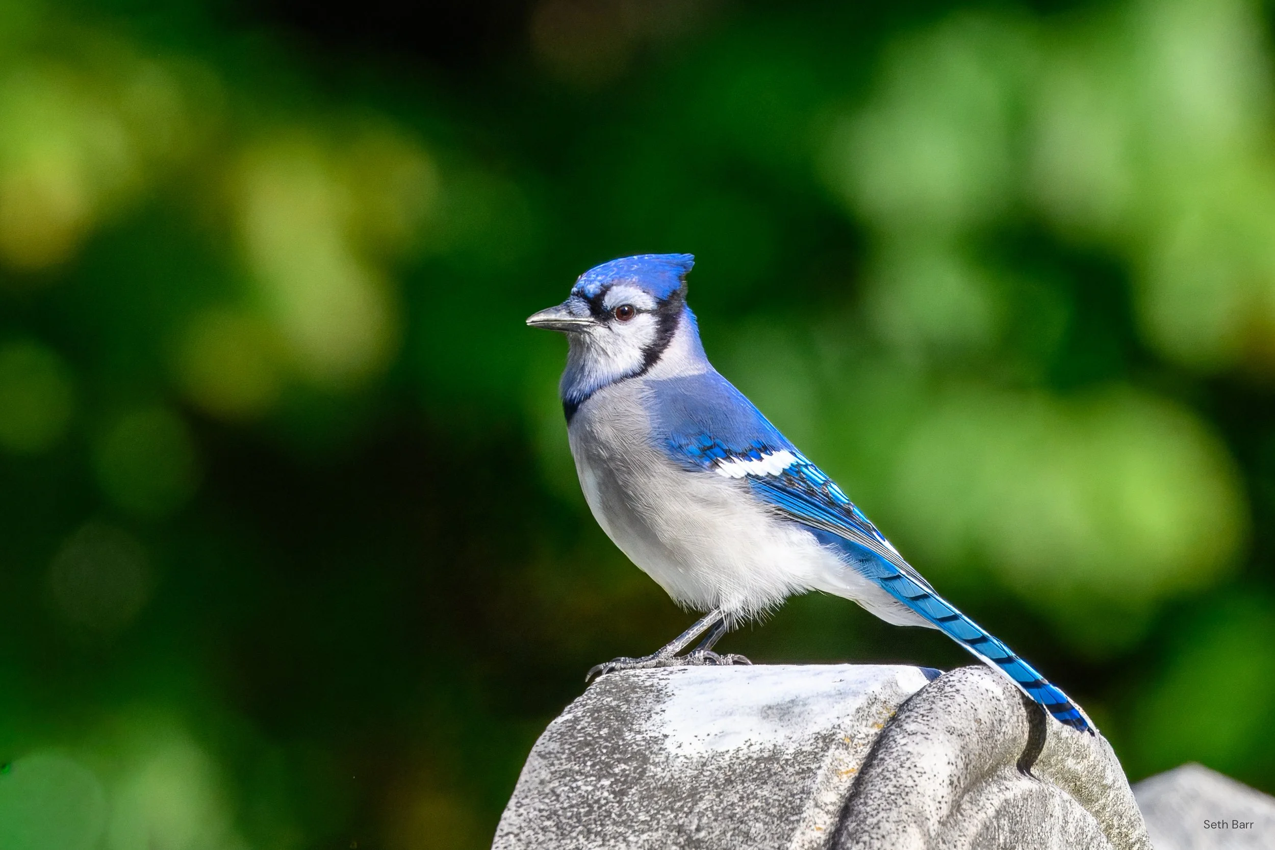 Blue Jay
