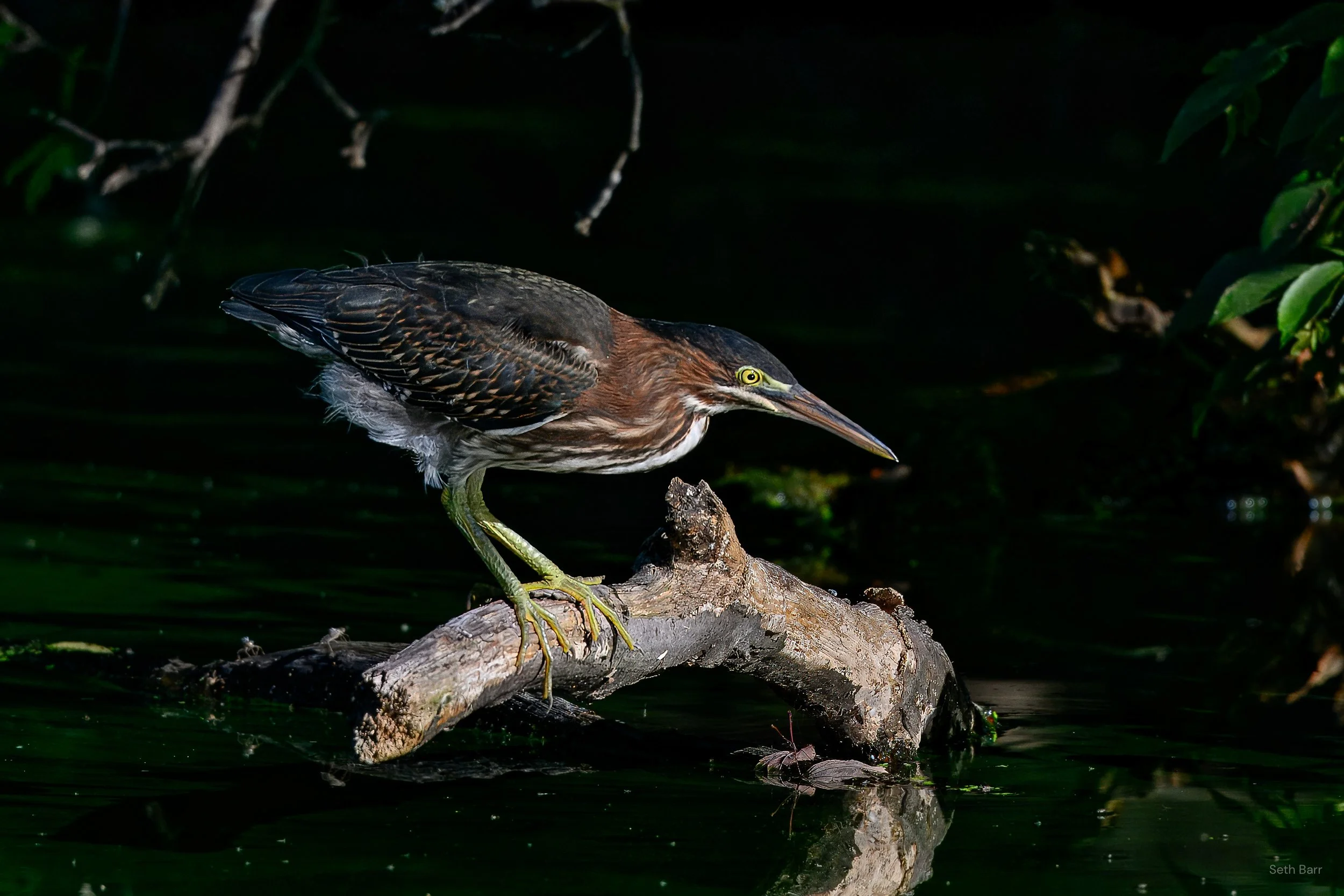Green Heron