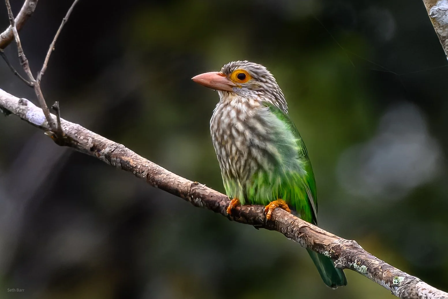 Lineated Barbet