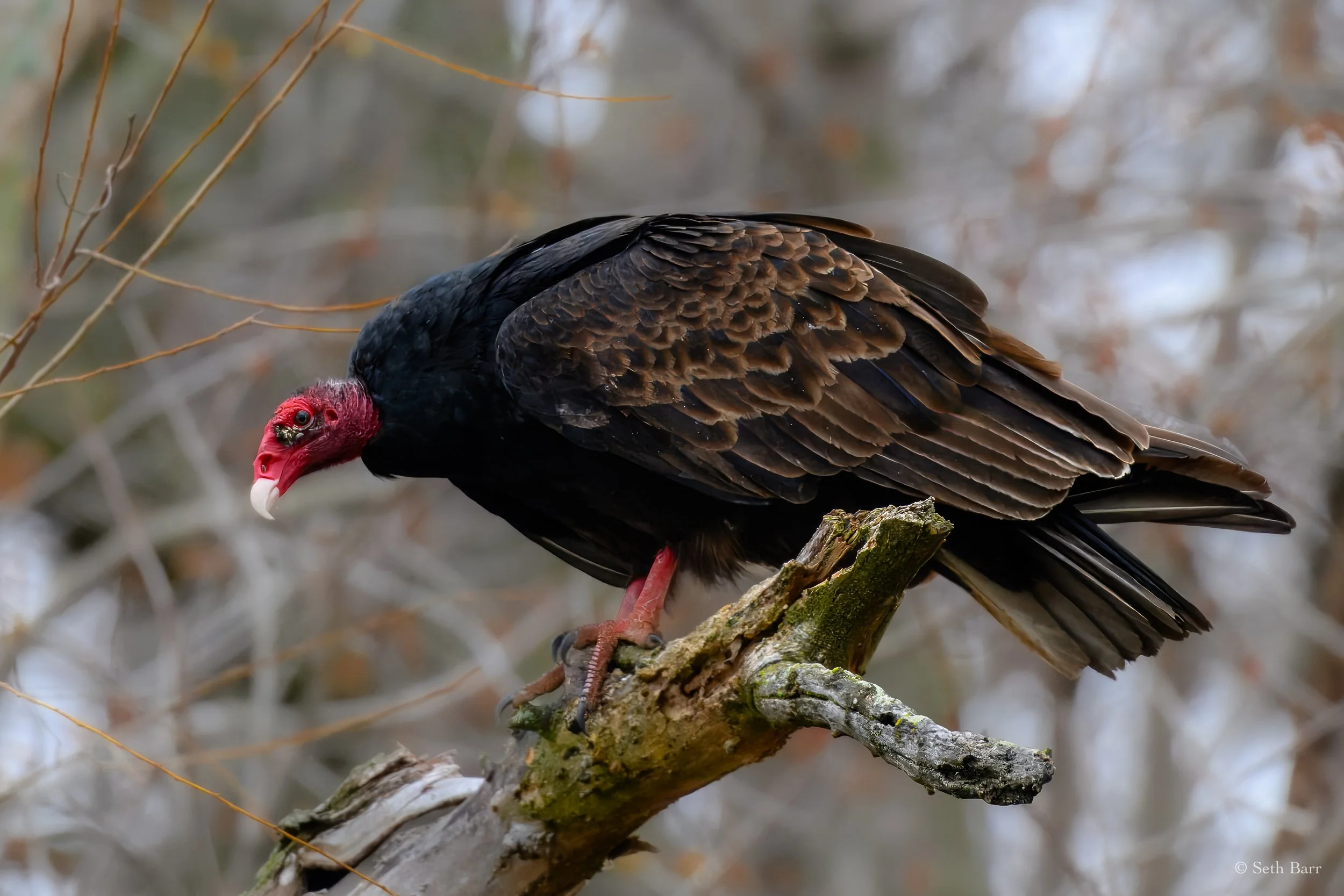 Turkey Vulture