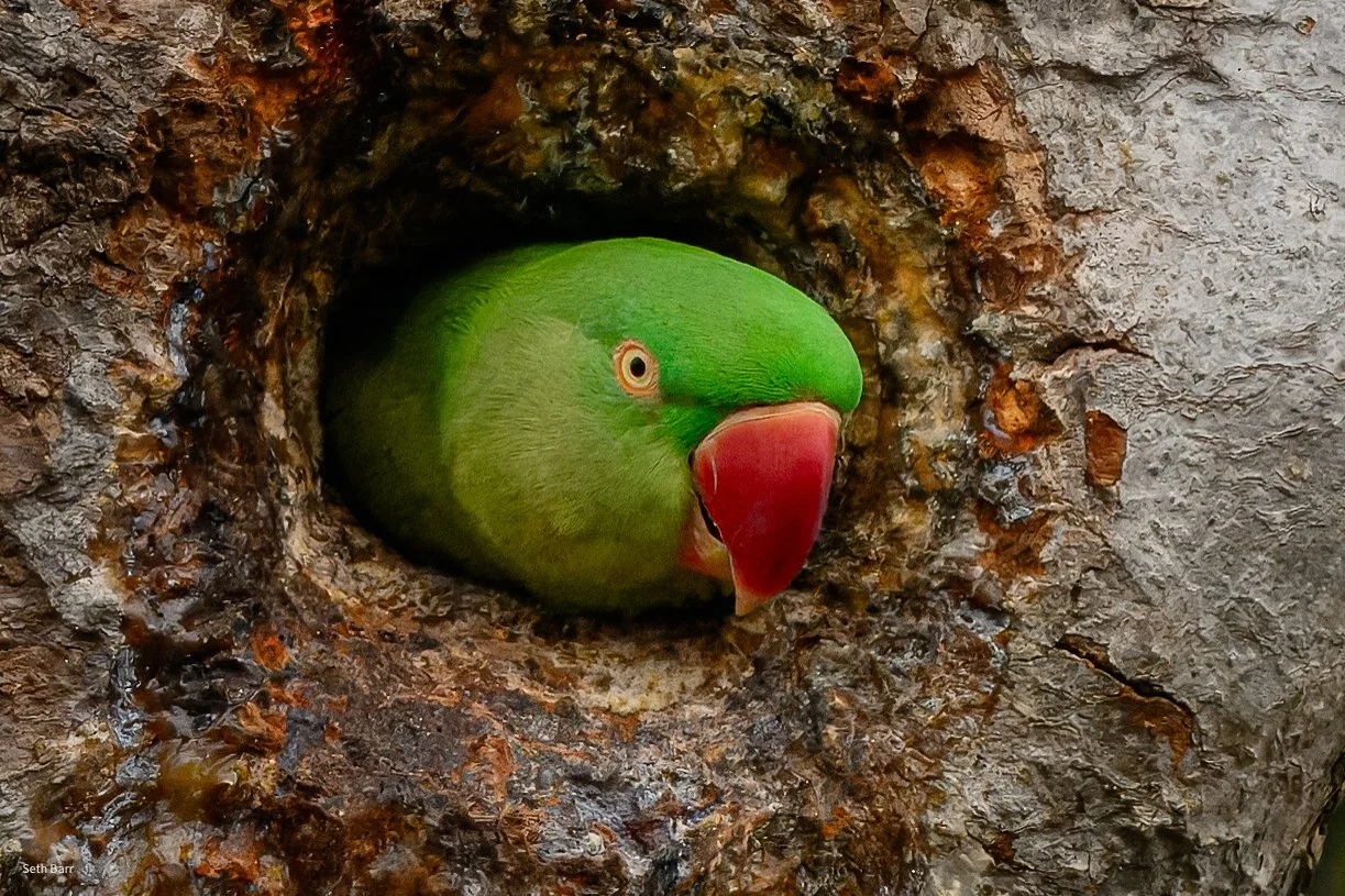 Alexandrine Parakeet 