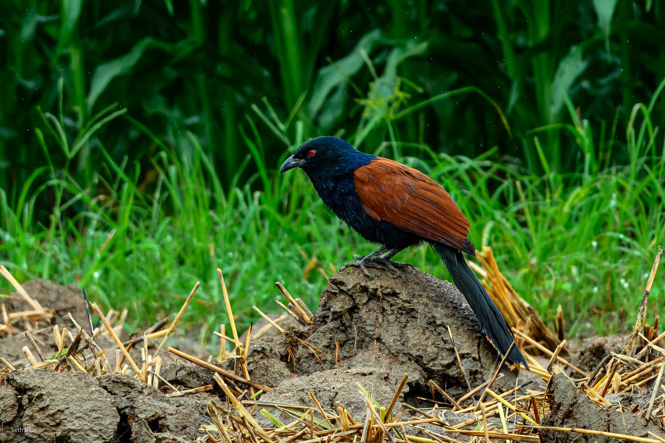 Greater Coucal