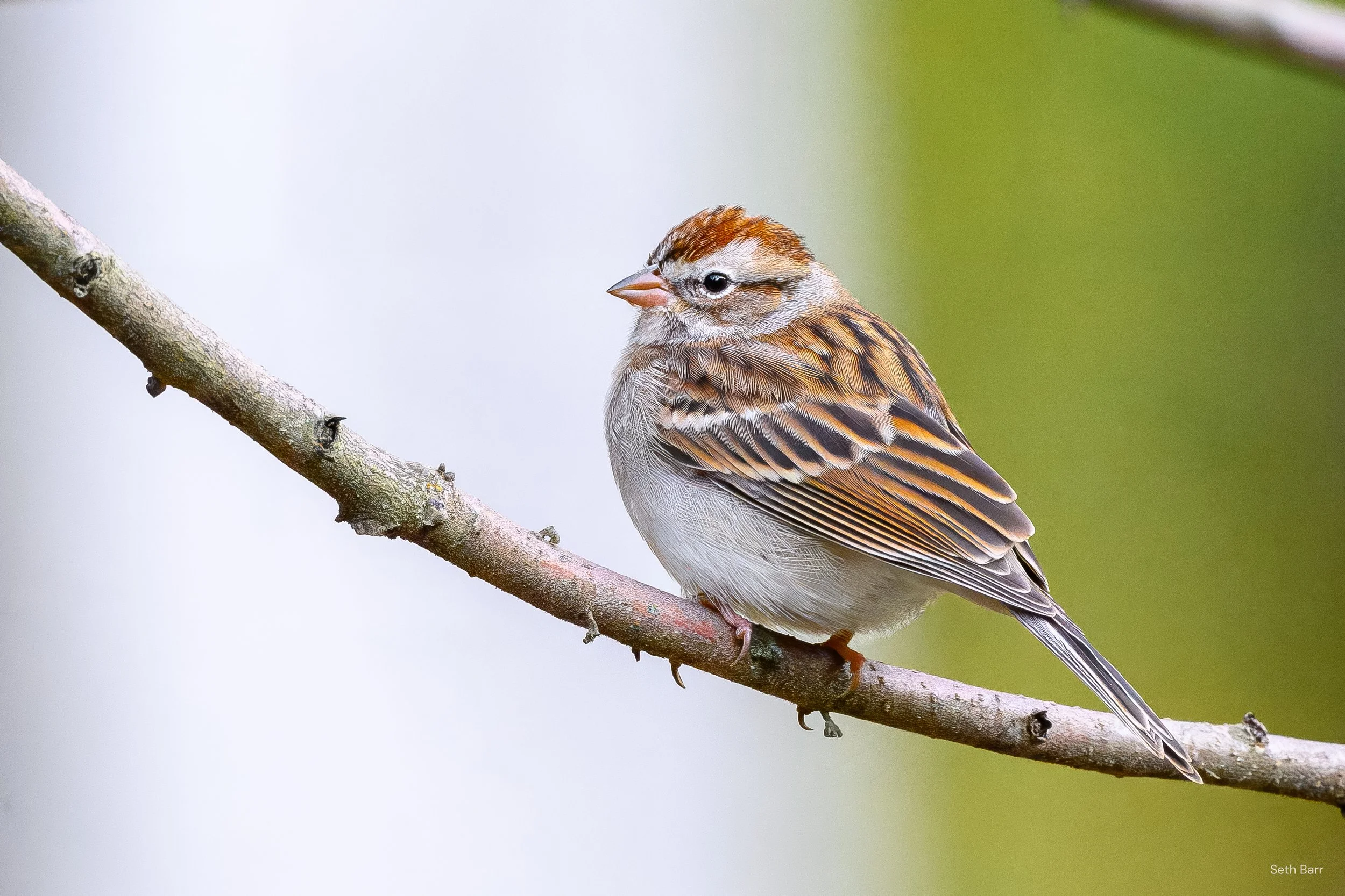 Chipping Sparrow