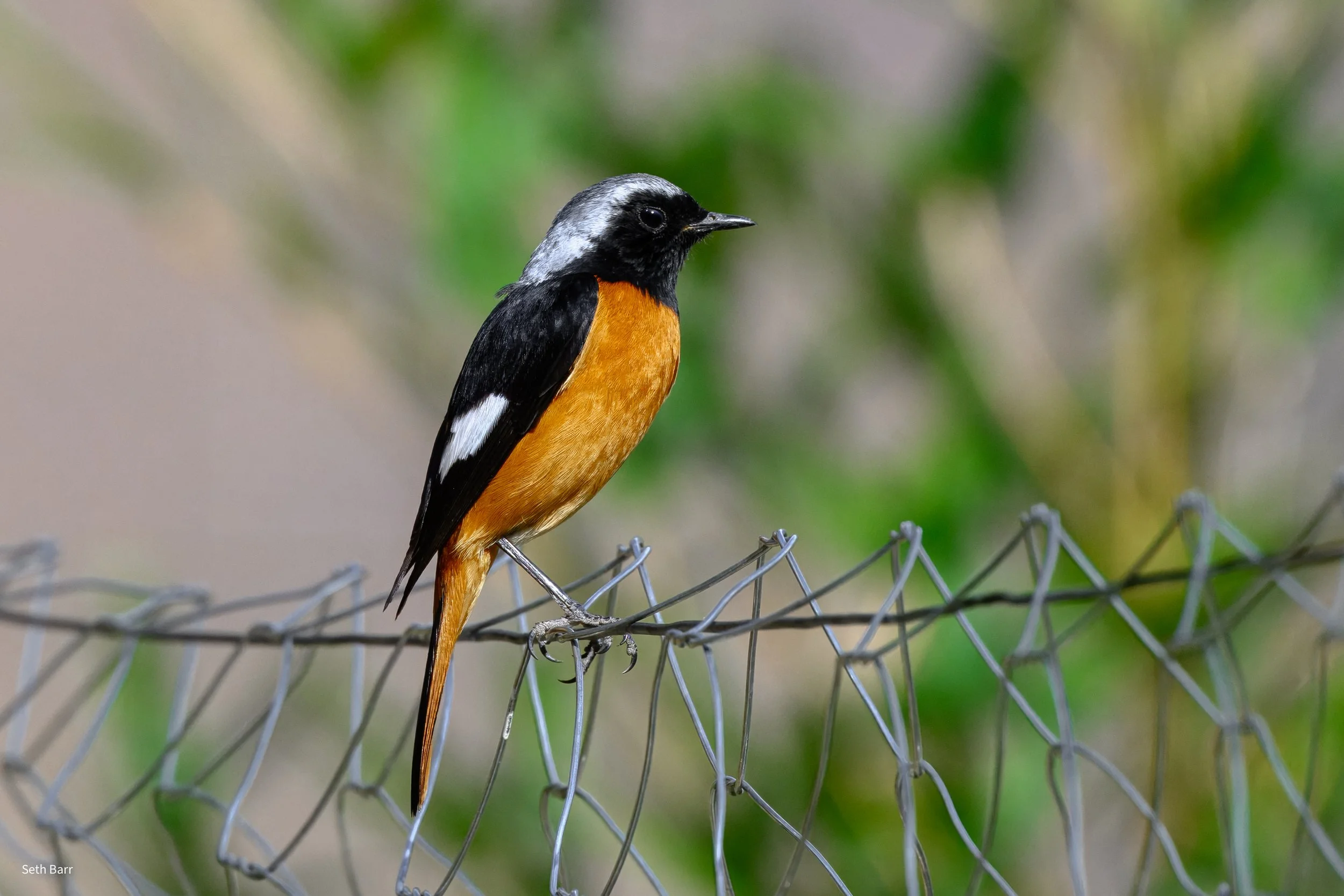Daurian Redstart - Yunnan Province